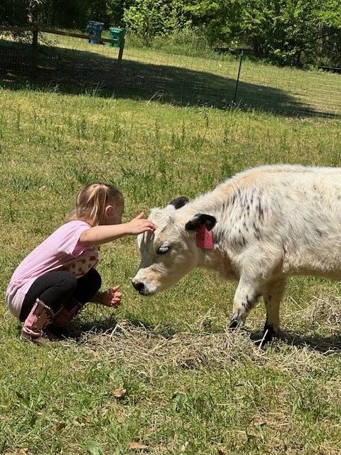 small girl with highpark cow. relaxing cow expierence.