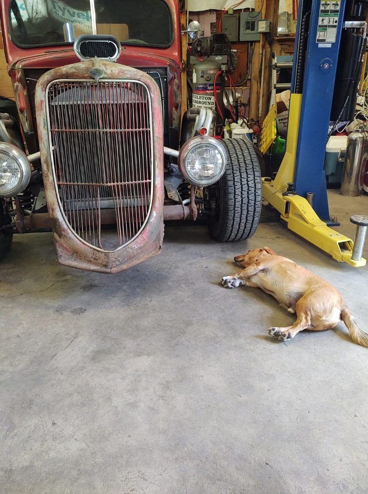 Dog lying on a garage floor beside a vintage truck and car lift