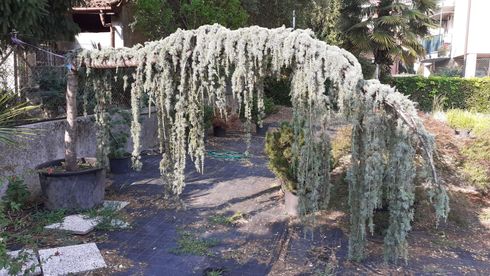 Sentiero di pietra attraverso un giardino soleggiato accanto a mattoni accatastati e arbusti