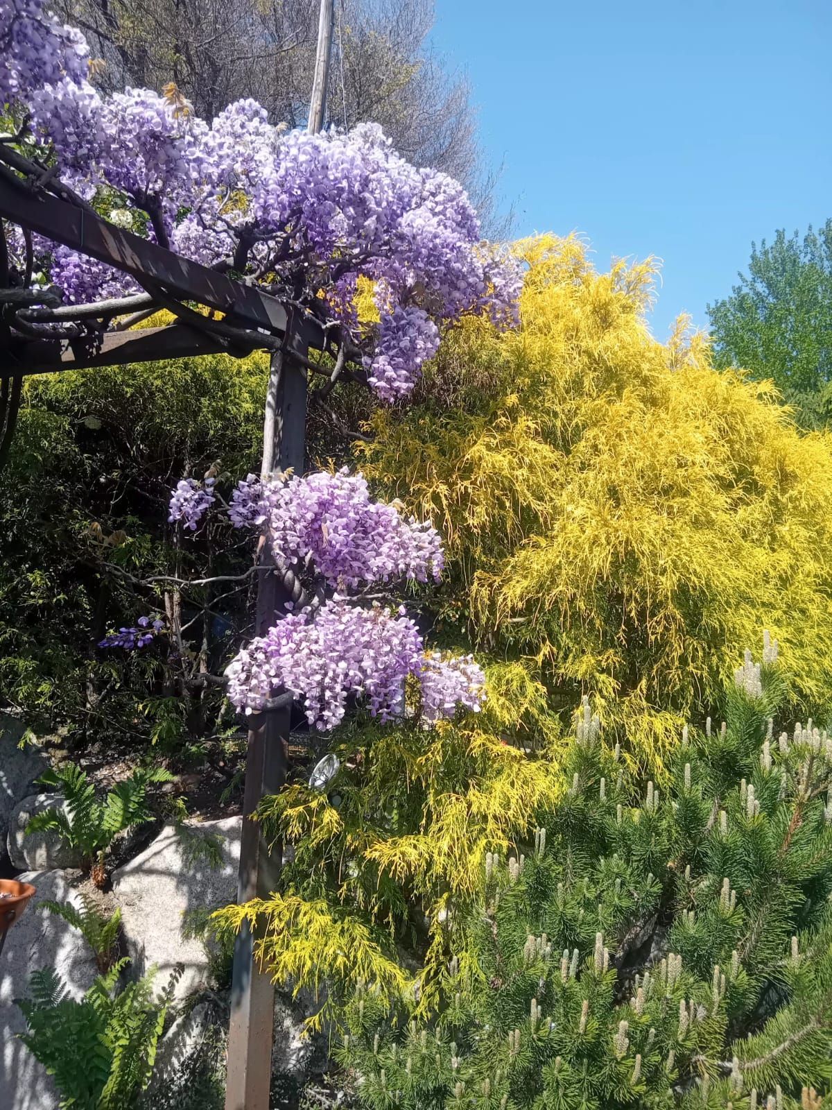 Glicini viola e alberi dai fiori gialli si intrecciano in un giardino rigoglioso sotto un cielo azzurro.