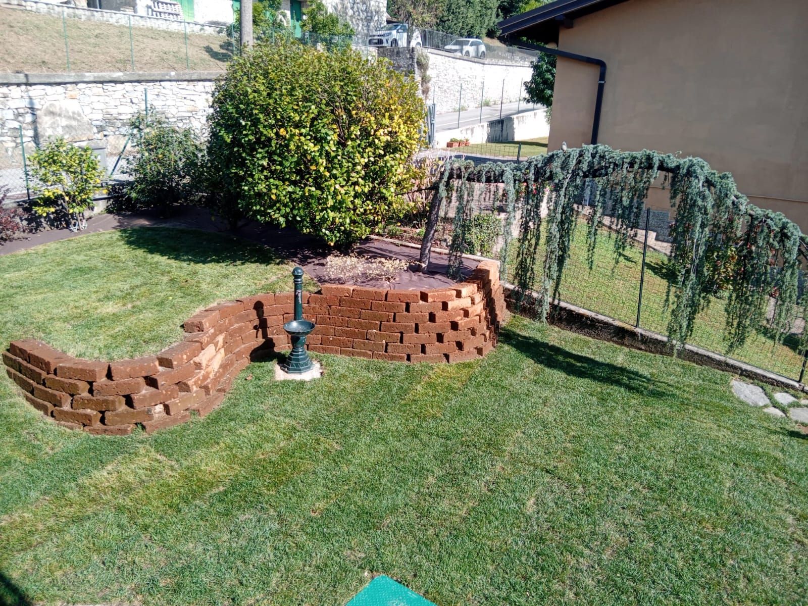 Prato sul retro del giardino con una piccola bordura in mattoni rossi, un cespuglio e una recinzione a traliccio drappeggiata.