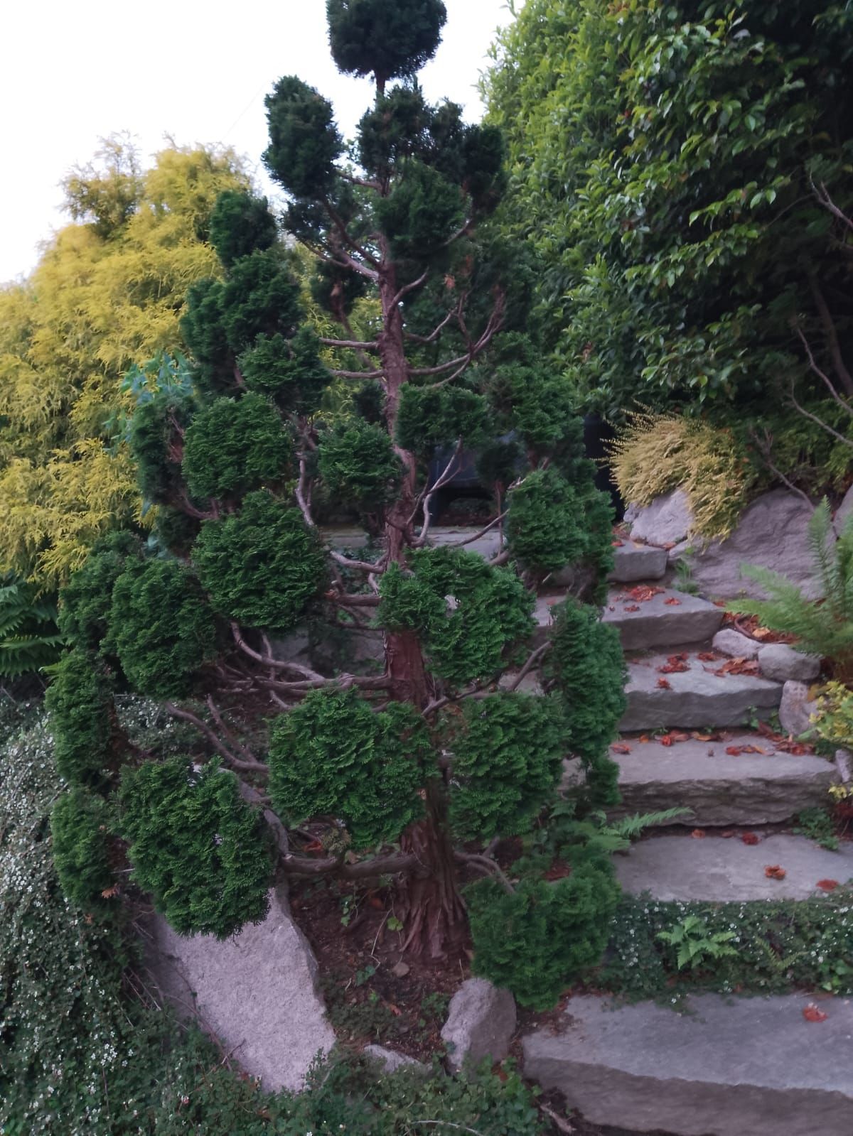 Sentiero da giardino con gradini in pietra accanto a un cespuglio sempreverde potato e alla vegetazione circostante.