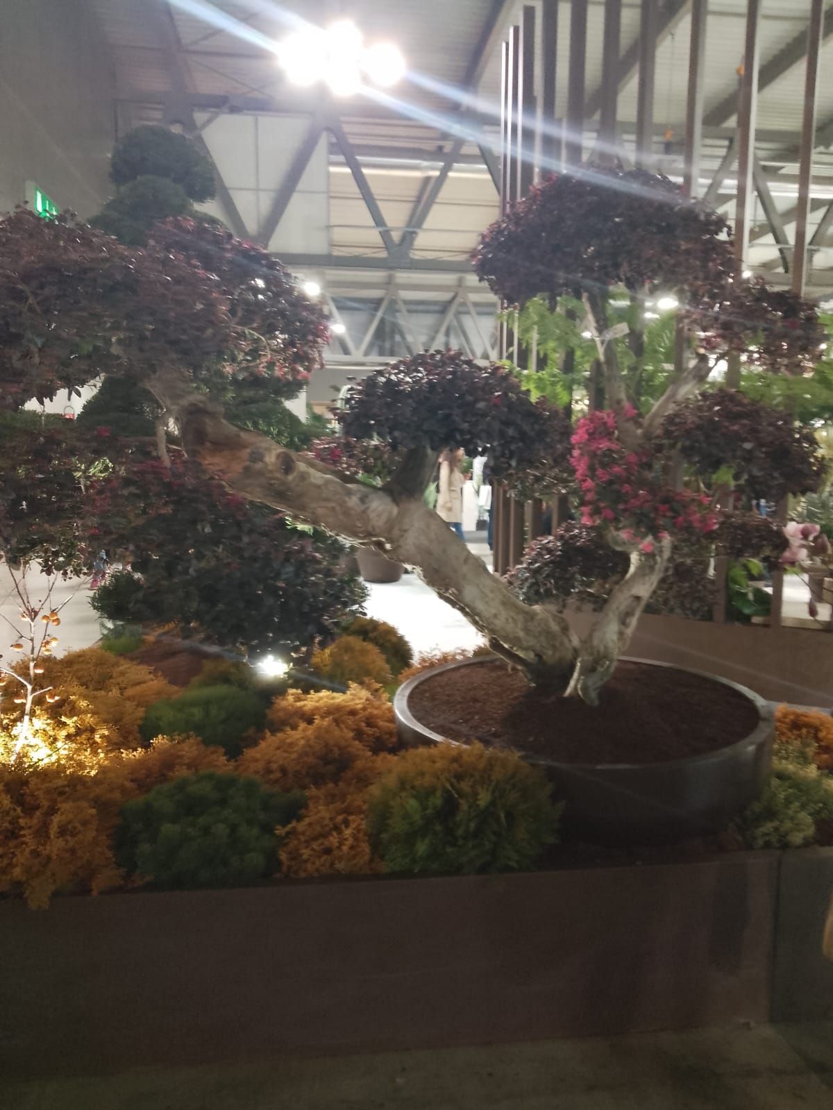Esposizione interna di bonsai con fiori viola in un grande vaso, sotto le luminose luci di una serra.