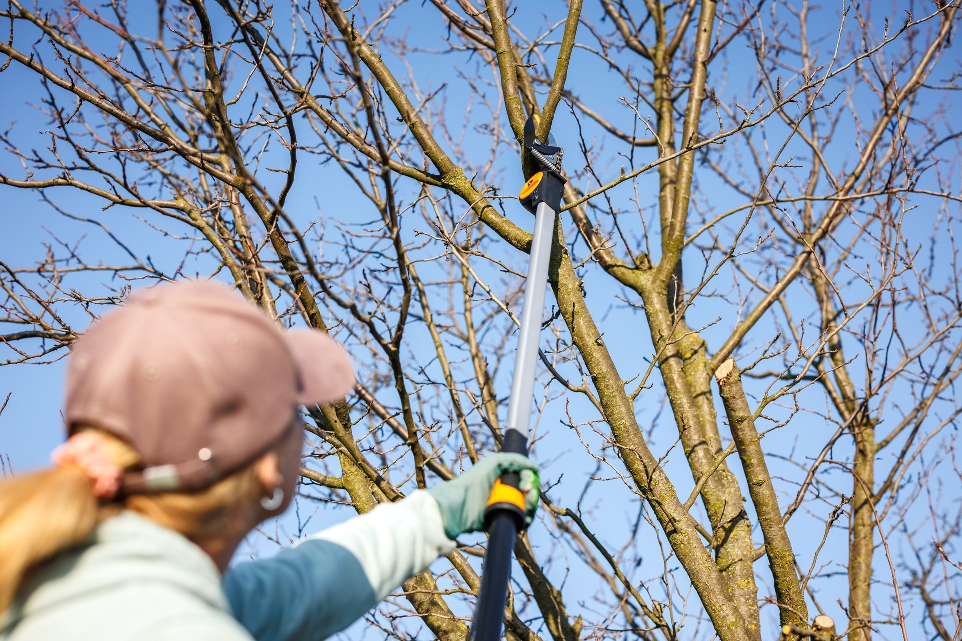 Woman pruning tree branches with a long-handled pruner against a blue sky.