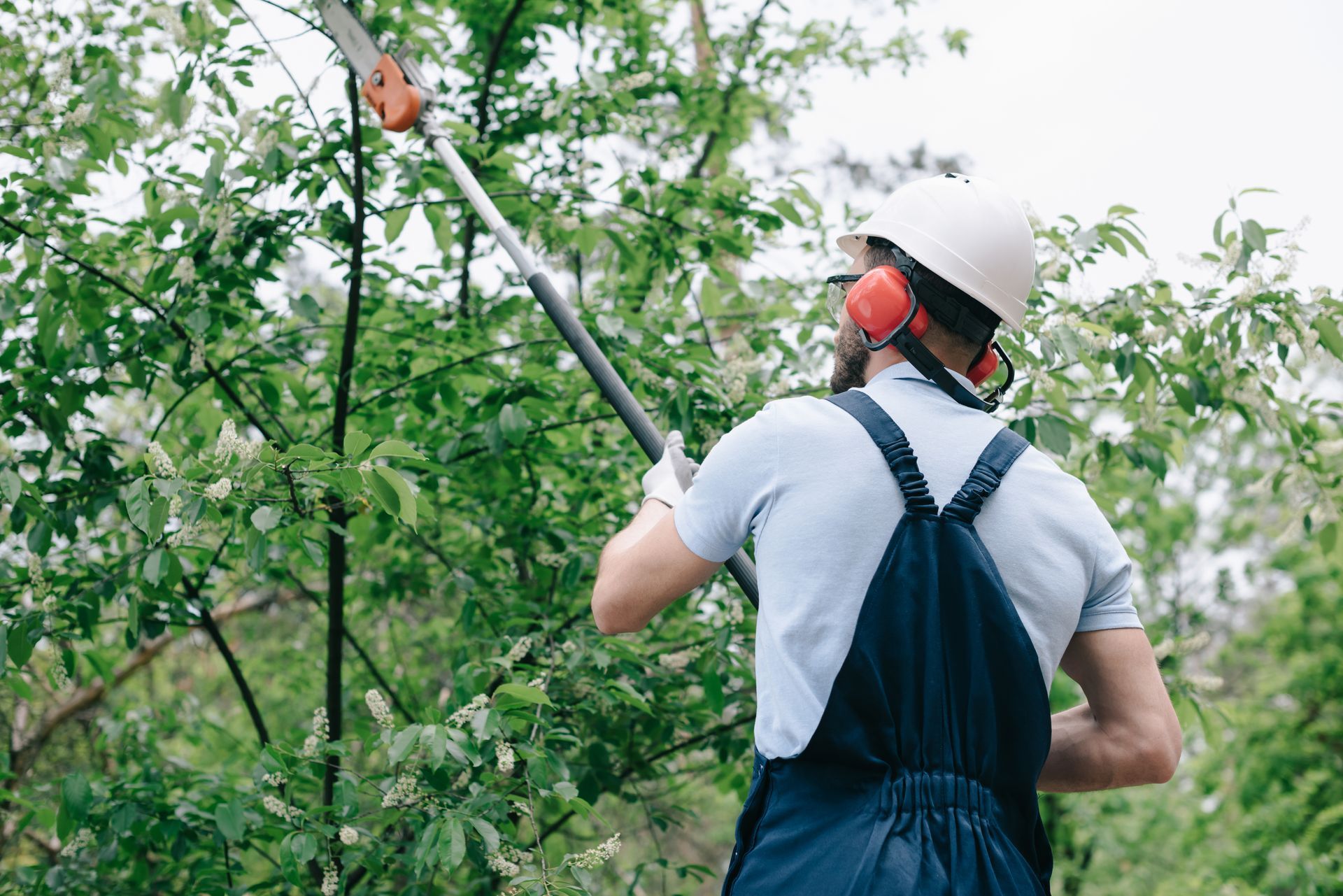 Man using a pole saw to trim a tree wearing a hard hat and ear protection.