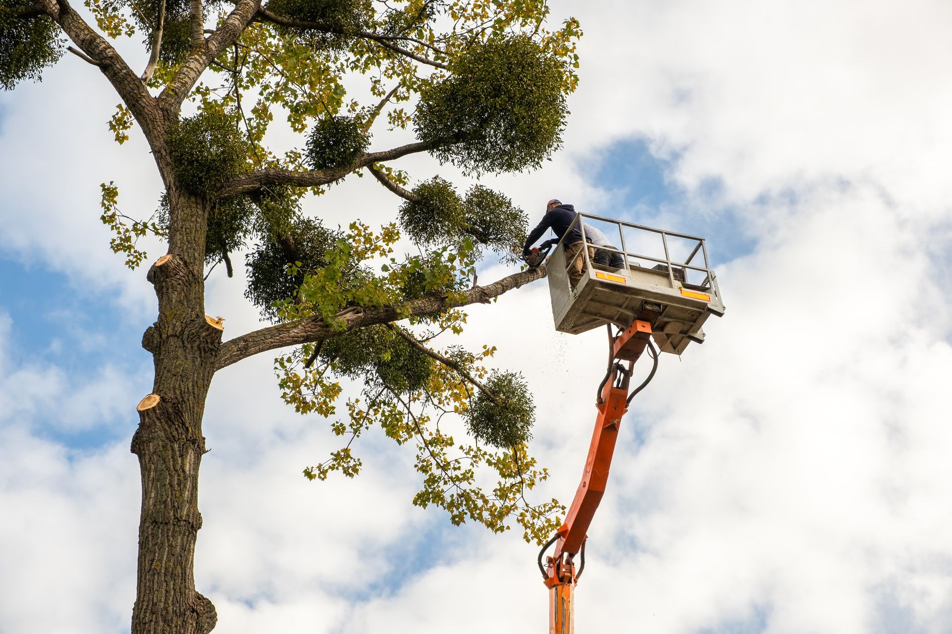 Man in lift trimming a tree with mistletoe against a cloudy sky.