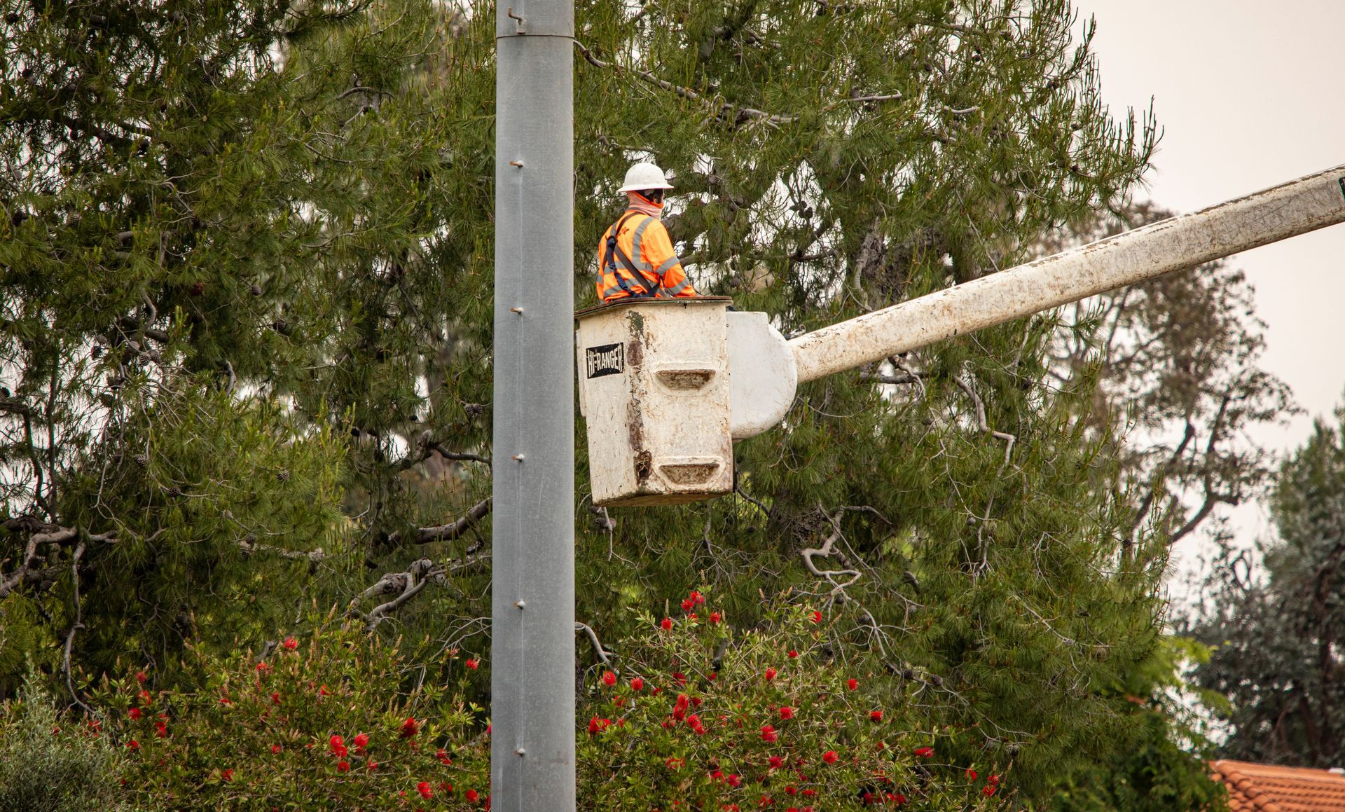 A tree trimmer in the bucket of a large articulating boom lift.