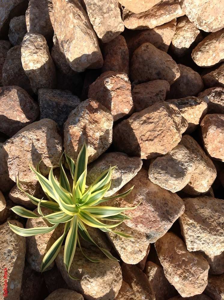 A Small Plant Is Growing Out Of A Pile Of Rocks — Scott Kennedy's Landscape & Garden Supplies In Shaw, QLD
