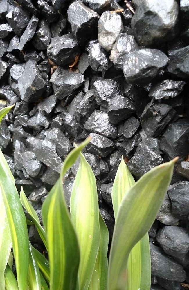 A Close Up Of A Plant In Front Of A Pile Of Rocks — Scott Kennedy's Landscape & Garden Supplies In Shaw, QLD