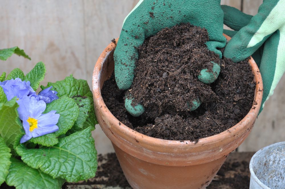 A Person Wearing Green Gloves Is Planting A Plant In A Pot — Scott Kennedy's Landscape & Garden Supplies In Shaw, QLD