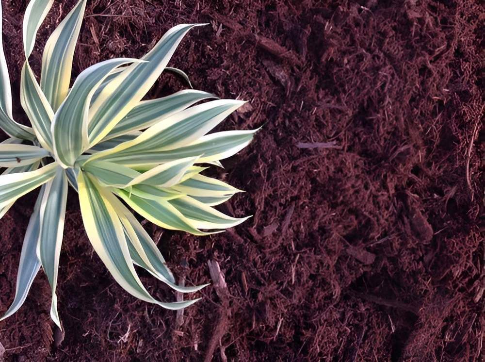 A Plant Is Sitting On Top Of A Pile Of Mulch — Scott Kennedy's Landscape & Garden Supplies In Shaw, QLD