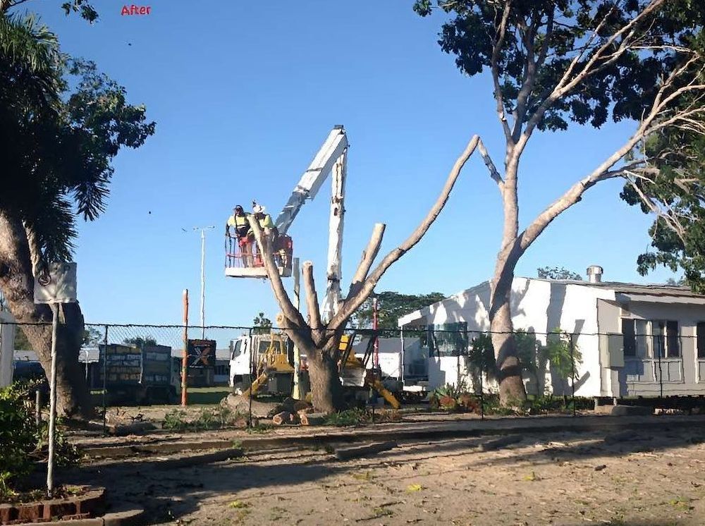 A Large Tree Is Being Cut Down By A Crane — Scott Kennedy's Landscape & Garden Supplies In Shaw, QLD