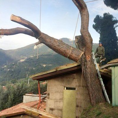Un operaio su una scala taglia un grosso ramo d'albero che incombe sul tetto di un edificio, con le montagne sullo sfondo.