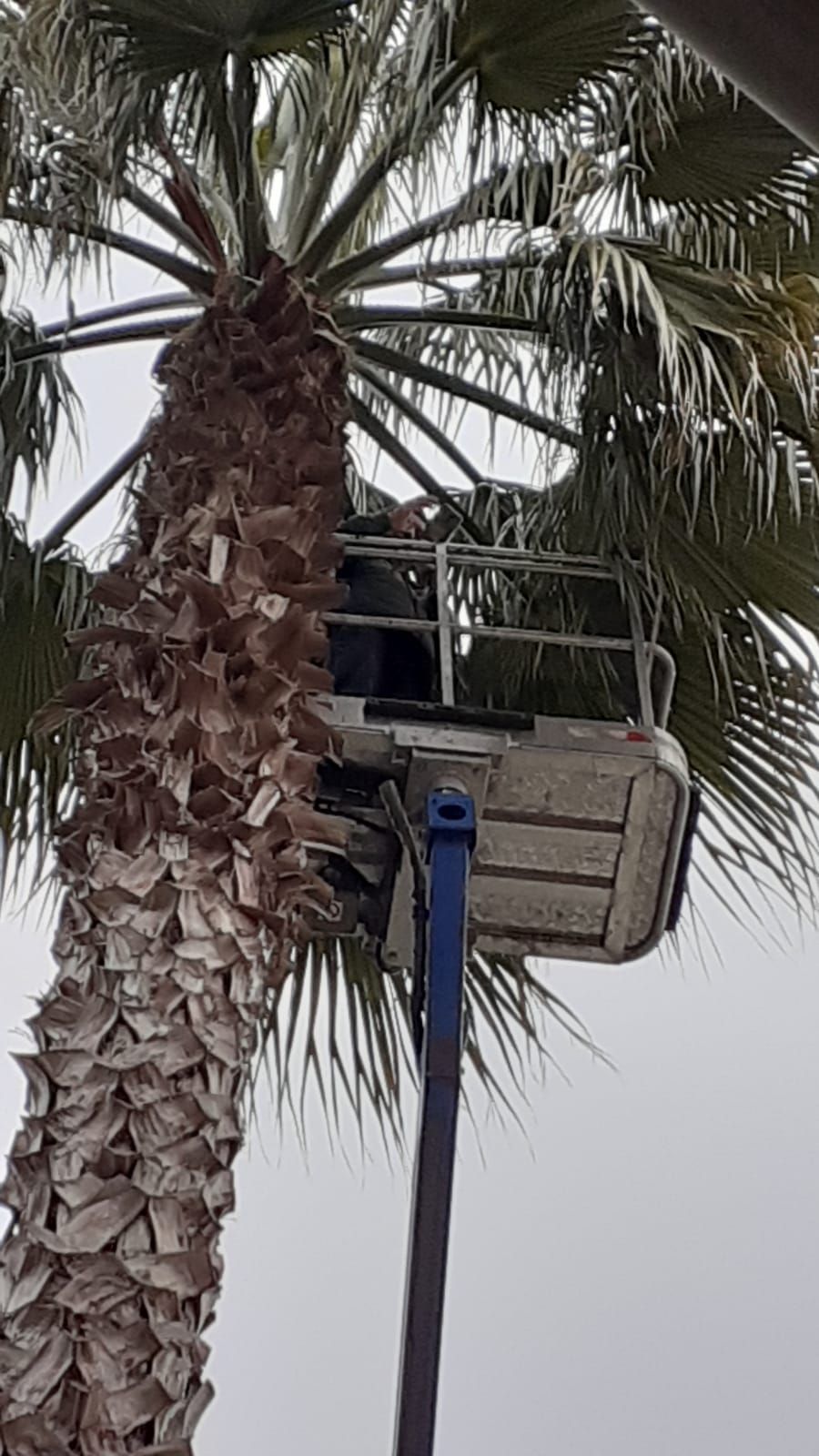 Un operaio, a bordo di una piattaforma aerea, pota le fronde di un'alta palma contro un cielo nuvoloso.