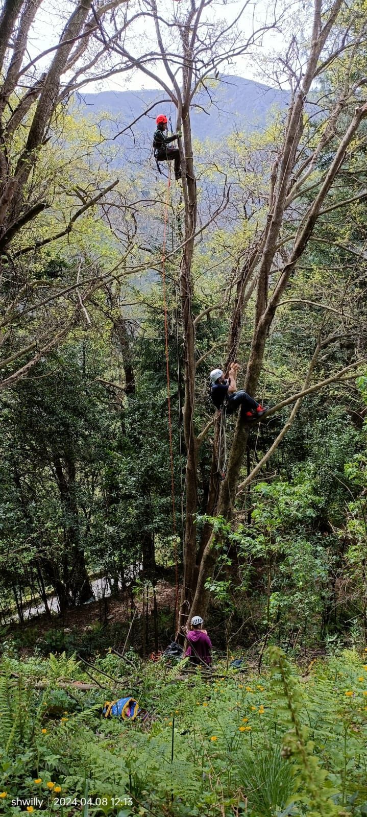 Tre persone con caschi e dispositivi di sicurezza si arrampicano e lavorano all'interno di un albero alto e sottile in un paesaggio montano boscoso.
