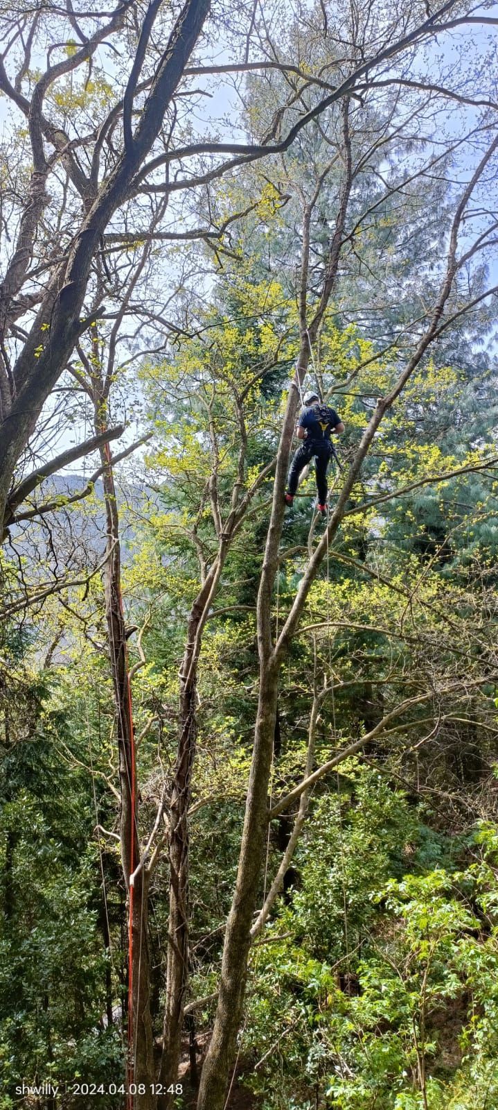Una persona con imbracatura e casco si cala in corda doppia lungo il tronco di un albero alto e sottile in un ambiente boschivo.