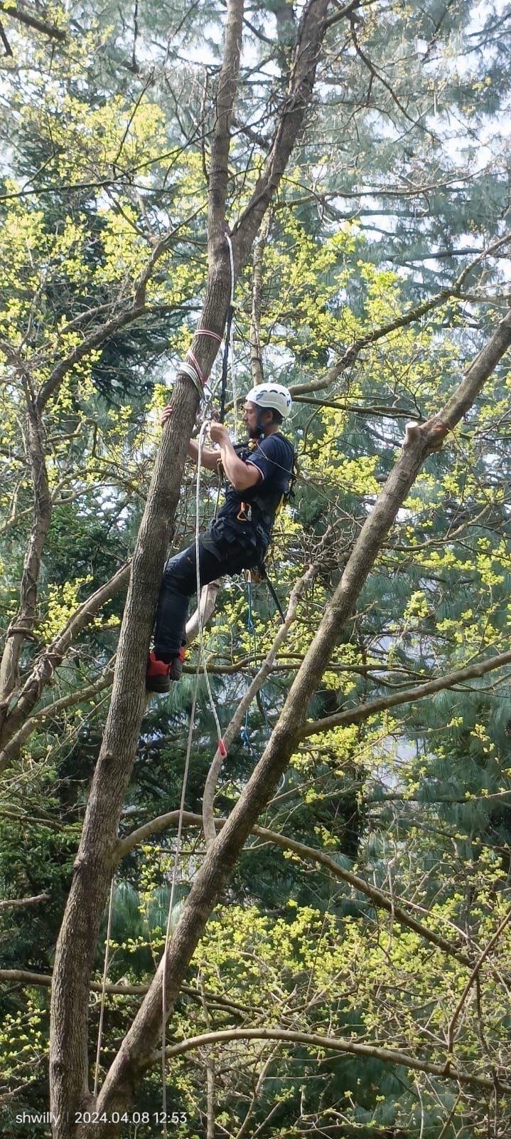 Una persona con casco e imbracatura si cala in corda doppia da un albero alto e frondoso durante il giorno.