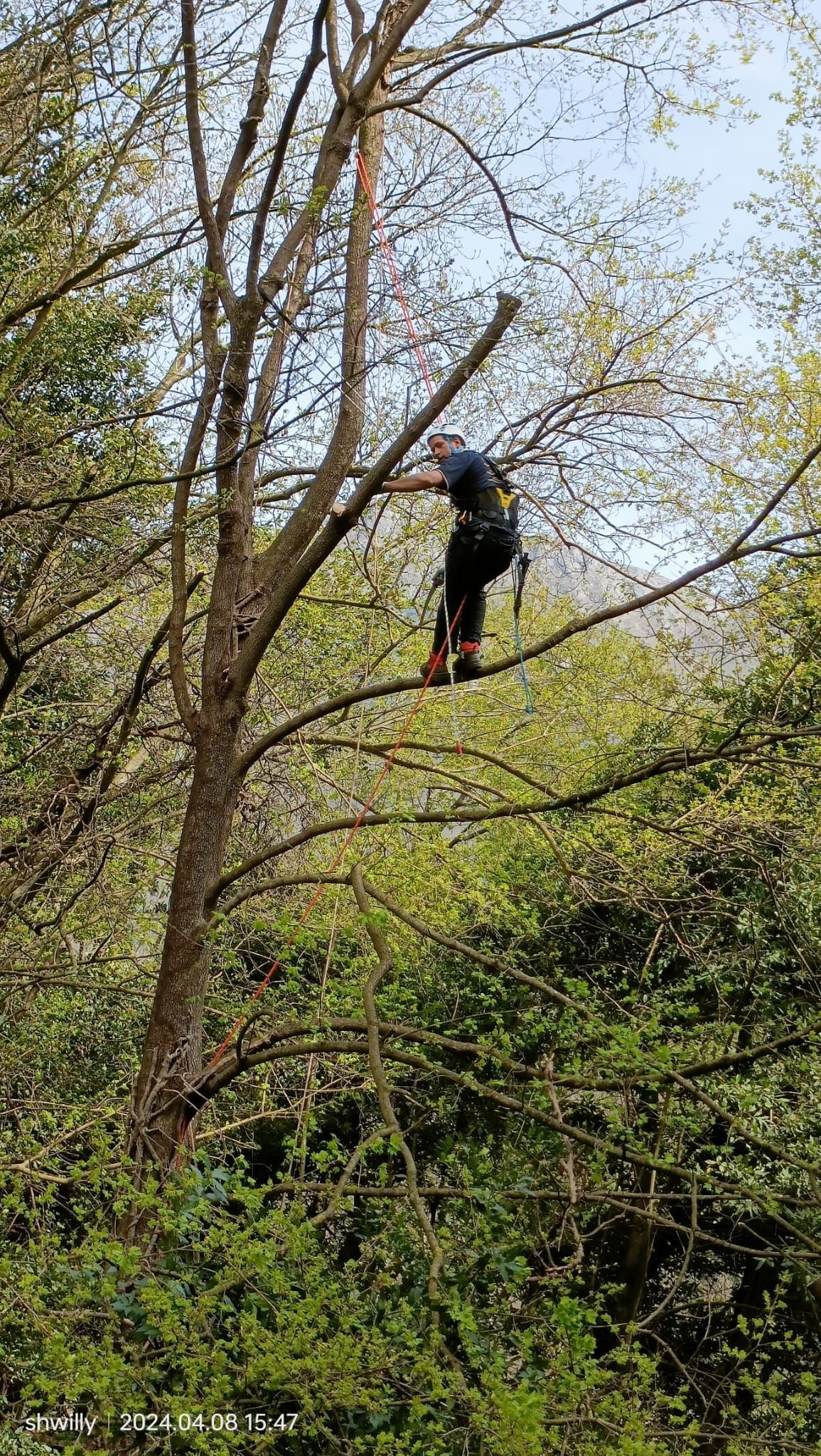 Una persona imbracata si arrampica su un sottile ramo di un albero, in alto nella fitta e verde chioma di una foresta.