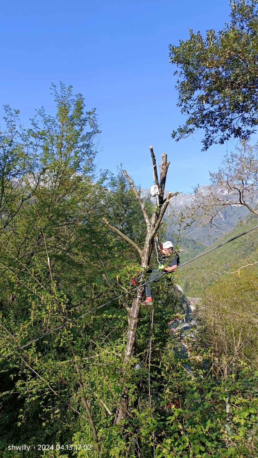 Una persona con indosso un casco bianco e un'imbracatura si arrampica su un albero alto e spoglio in una foresta di montagna, sotto un cielo azzurro e limpido.