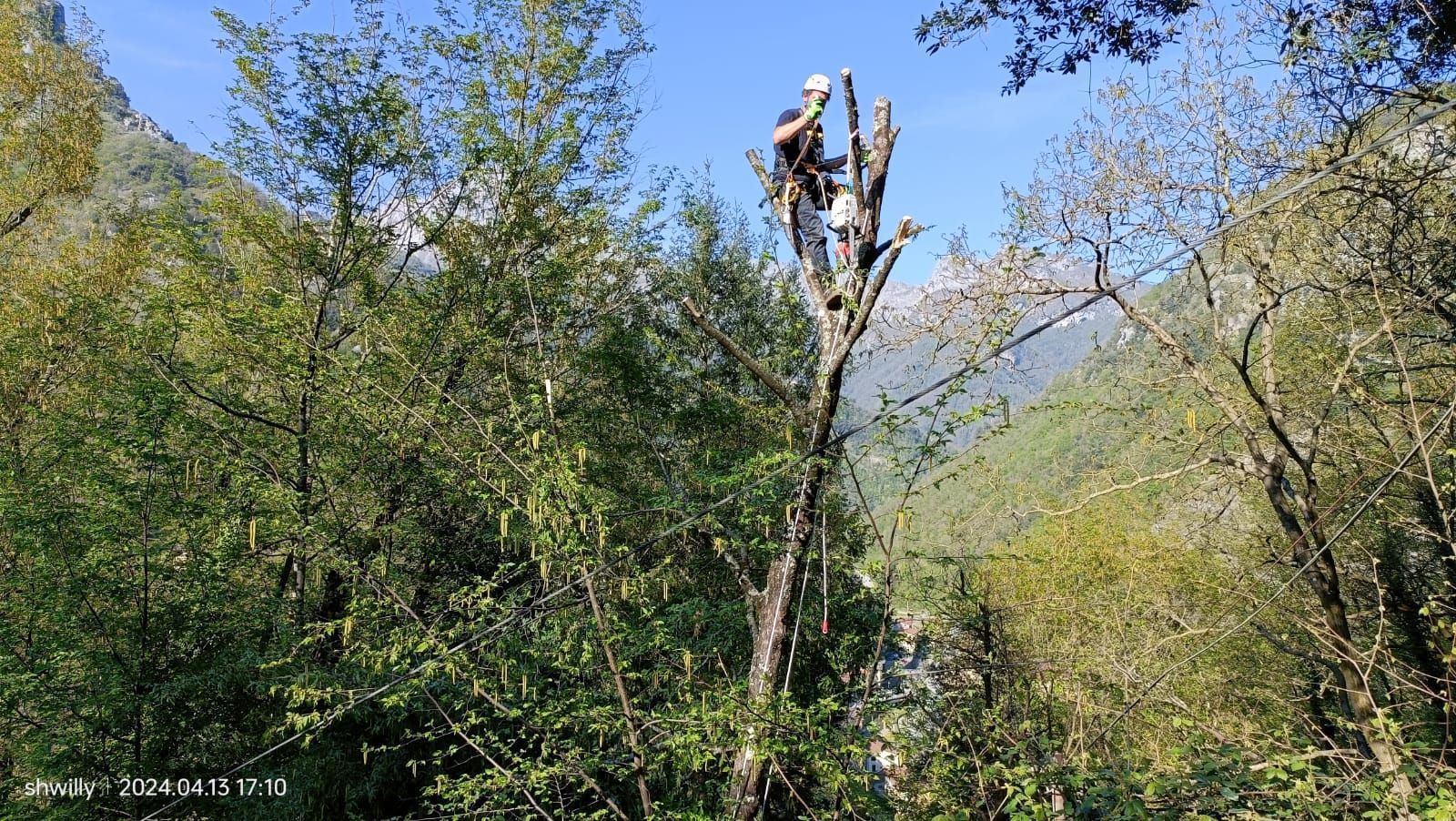 Un arboricoltore, con imbracatura e casco, pota la cima di un albero in una rigogliosa foresta di montagna.