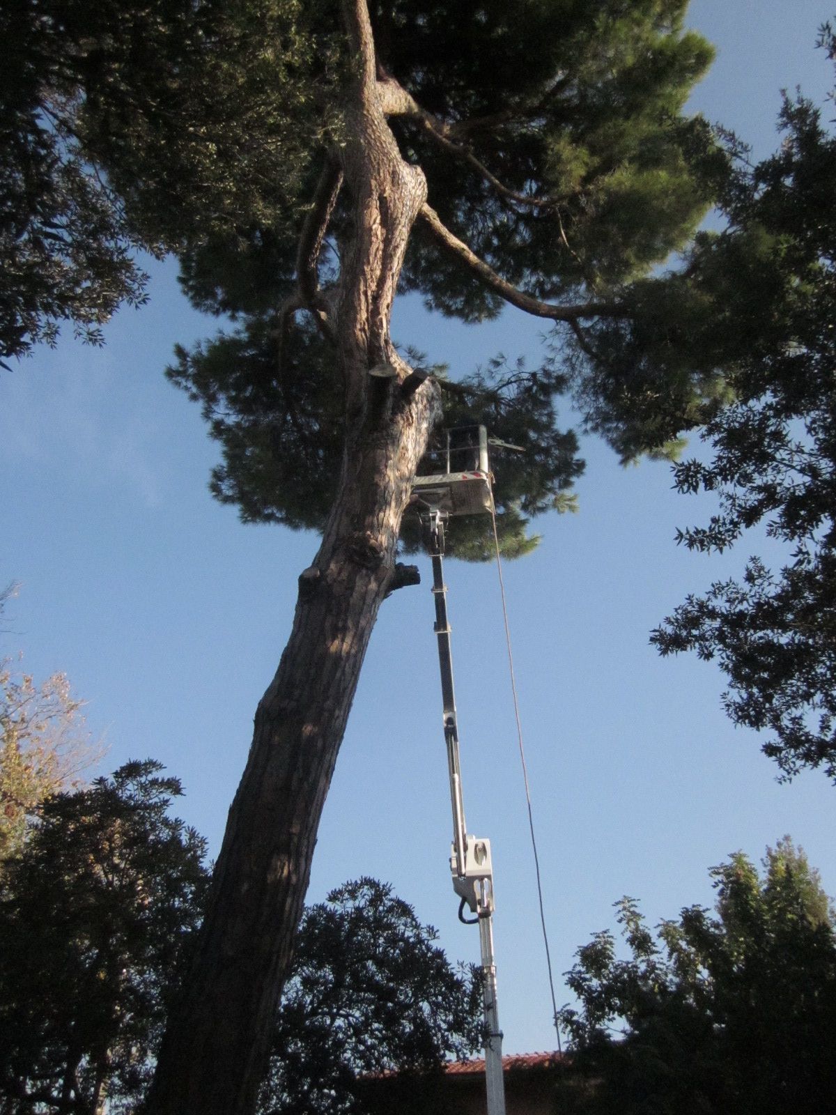 Una persona, a bordo di una piattaforma elevatrice idraulica, pota un alto pino sullo sfondo di un cielo azzurro e limpido.