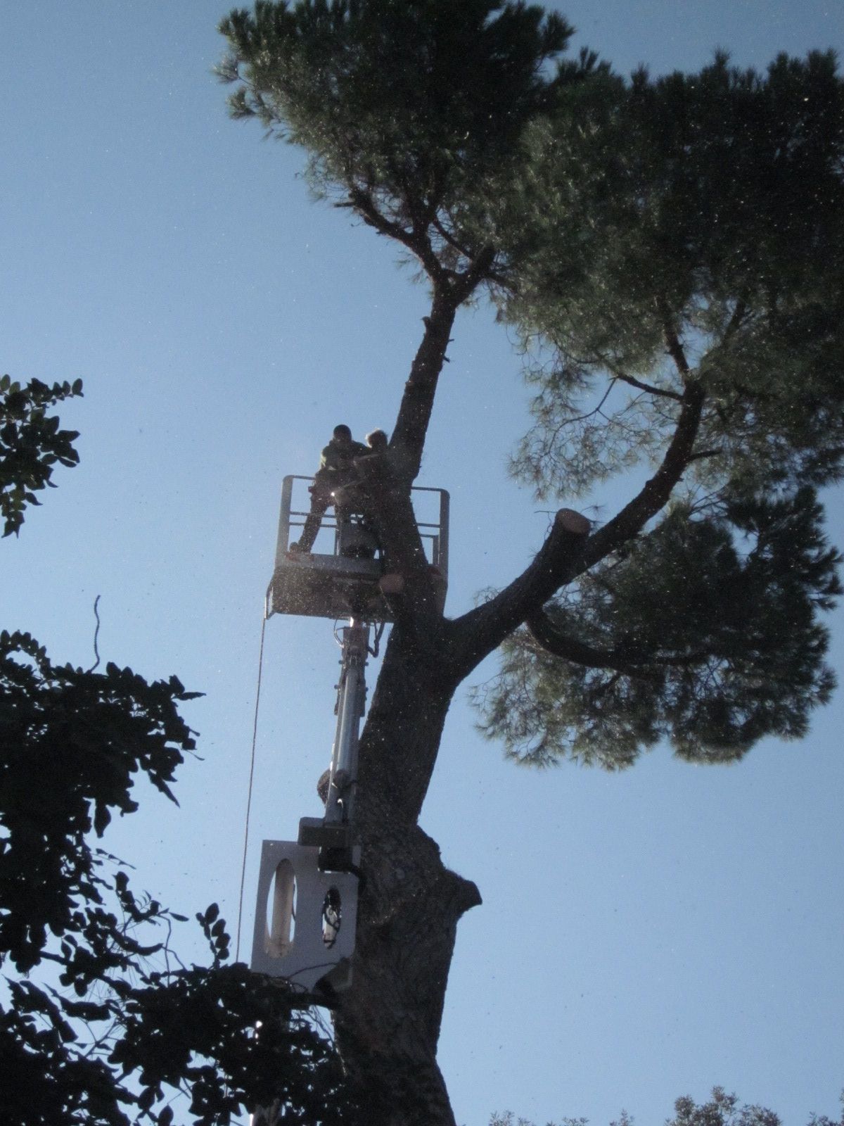 Due persone su una piattaforma elevatrice potano un alto pino contro un cielo azzurro e limpido.