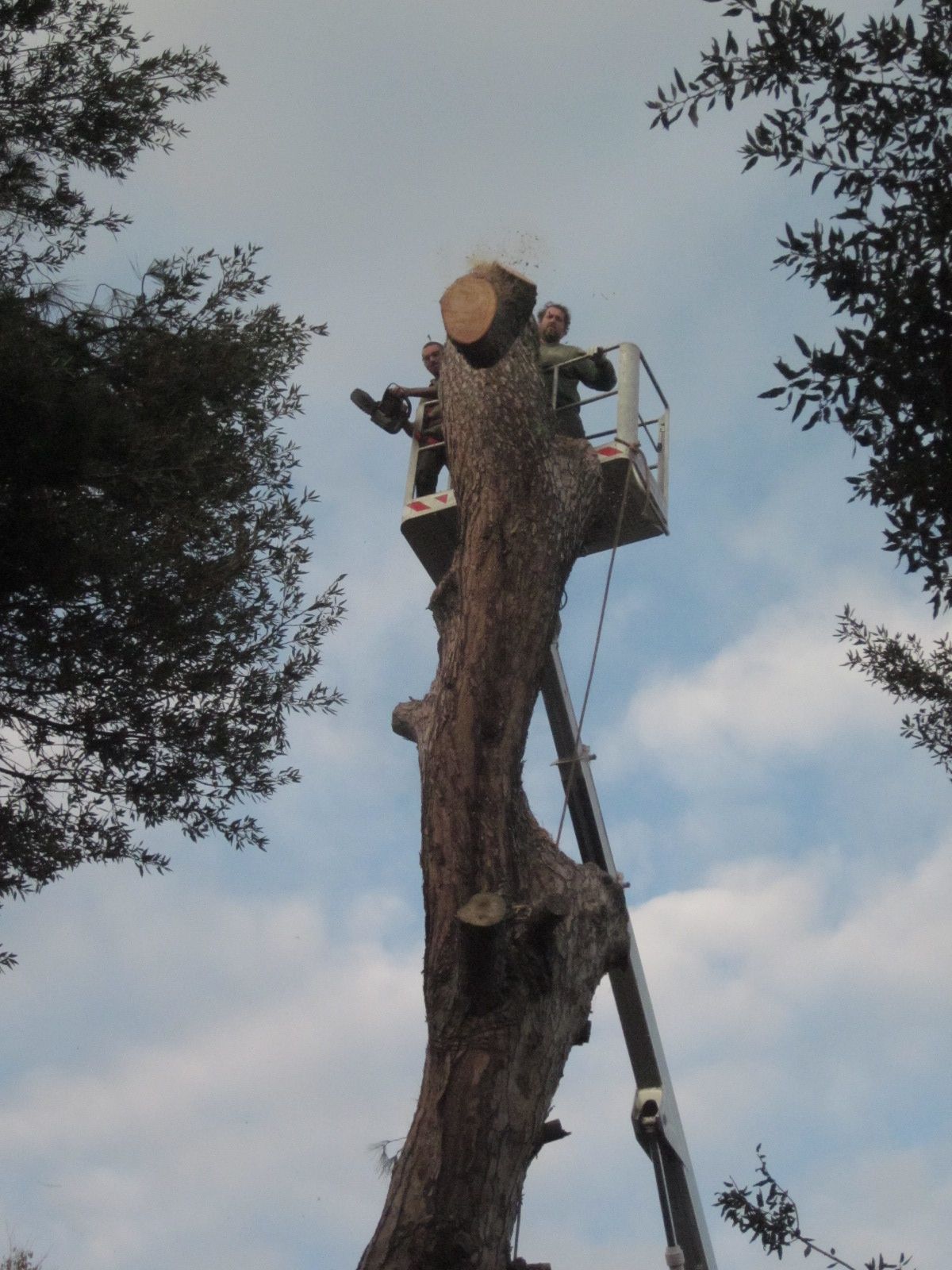 Due operai a bordo di una piattaforma aerea potano la cima di un albero alto e spoglio, sullo sfondo di un cielo nuvoloso.