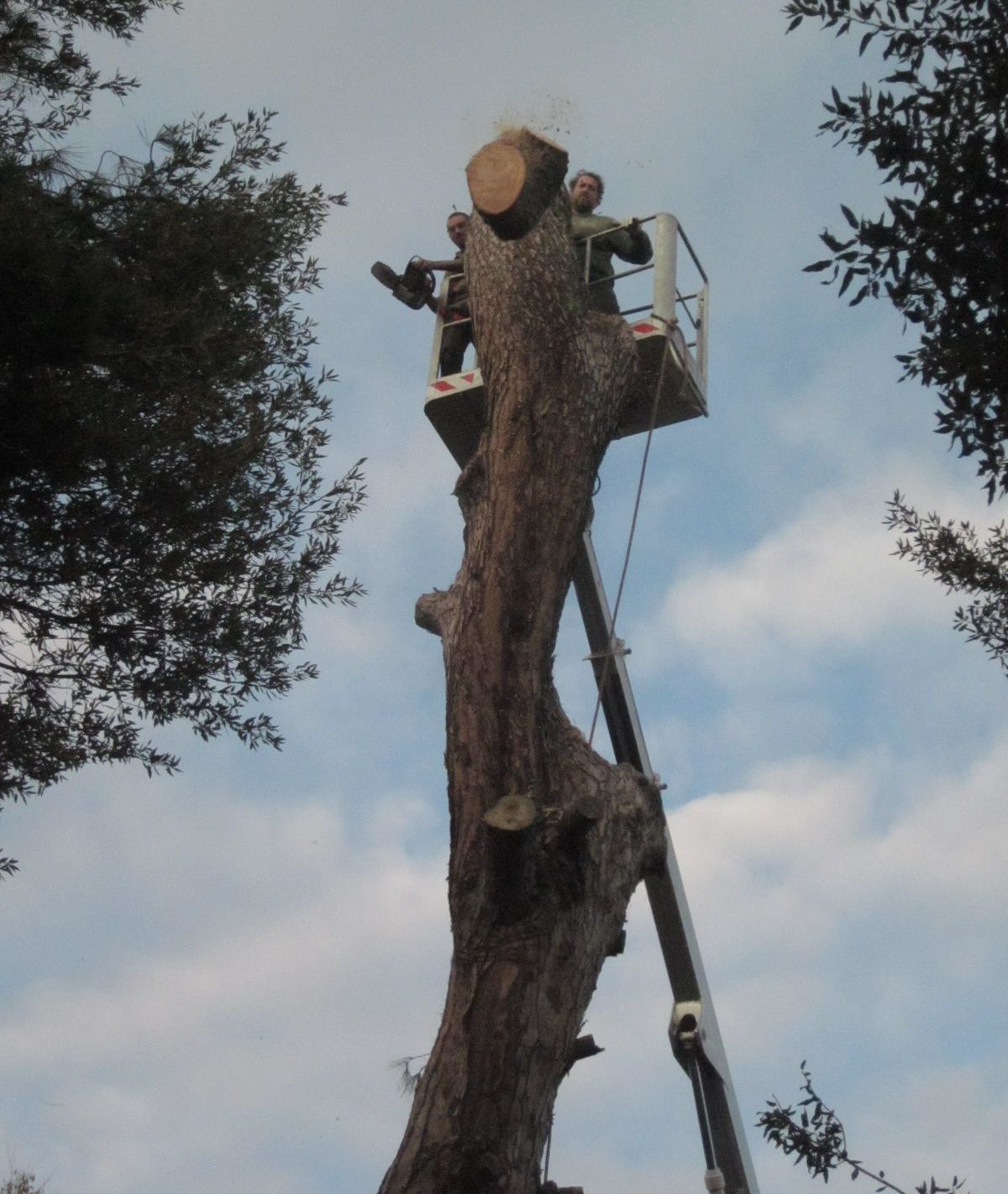 Due operai a bordo di una piattaforma aerea tagliano la cima di un grande albero contro un cielo nuvoloso.