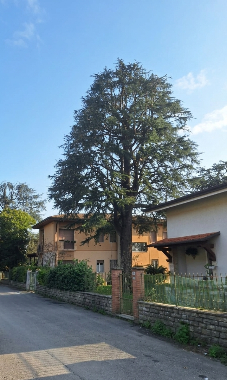 Un alto cedro svetta su una strada residenziale, tra due edifici, sotto un cielo azzurro e limpido.