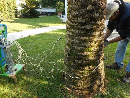 Una persona fissa dei sensori di monitoraggio al tronco di una palma, collegandoli tramite cavi a un dispositivo portatile posizionato sull'erba.