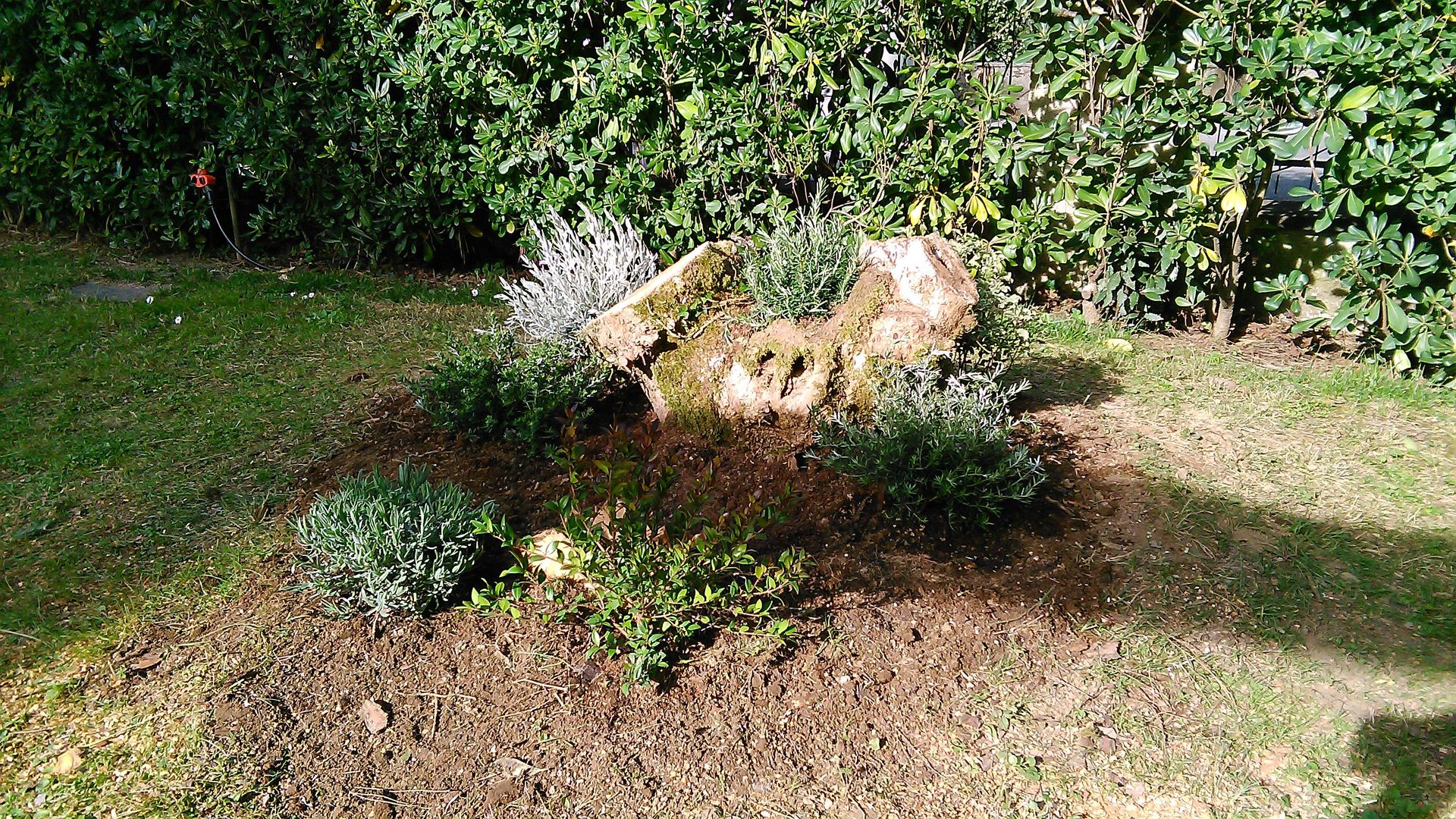 Un ceppo d'albero si erge in un'aiuola ricoperta di pacciame, circondato da piccoli arbusti verdi e fiori, sullo sfondo di una siepe frondosa.