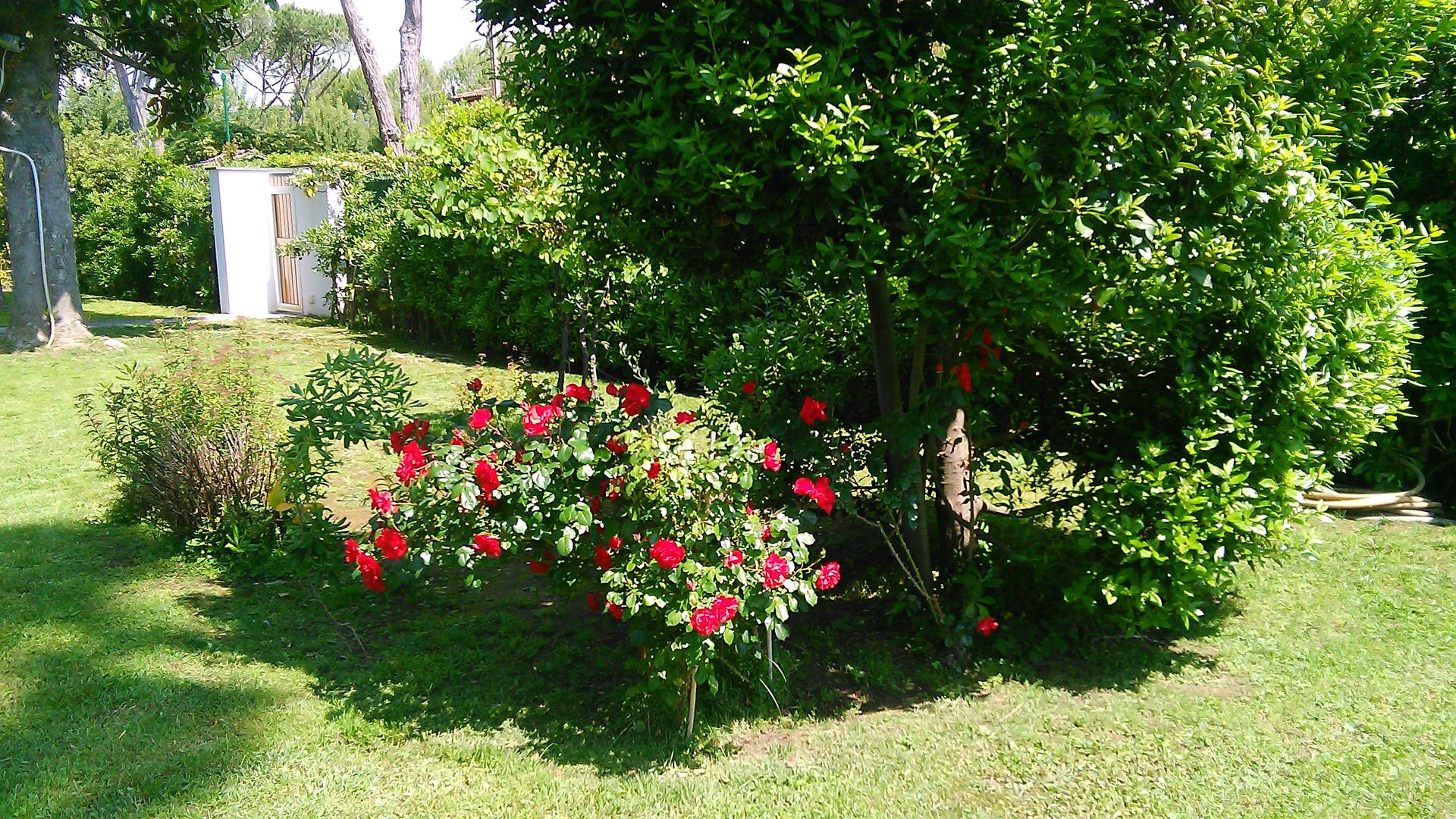 Un cespuglio di rose rosso vivo in piena fioritura in un giardino verde, con alberi e una struttura bianca sullo sfondo.