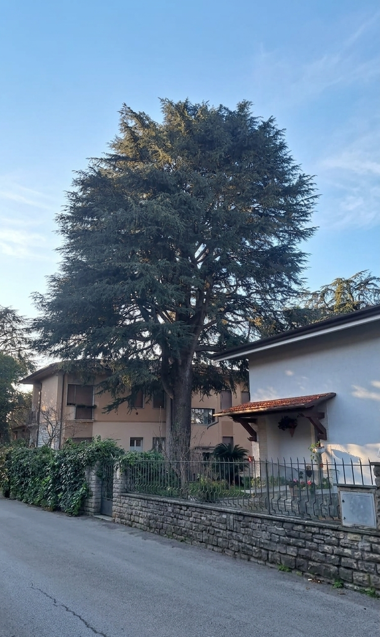 In una giornata di sole, un grande e alto cedro si erge dietro un basso muro di pietra tra due edifici residenziali.