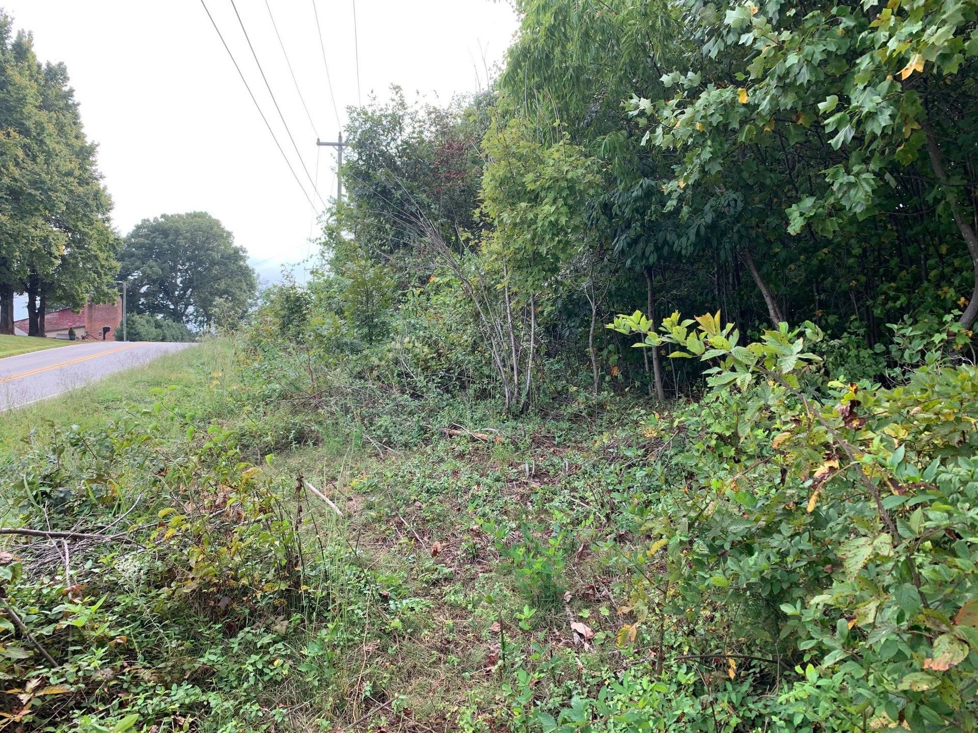 Overgrown roadside verge beside a paved road and power lines, with dense green shrubs and trees