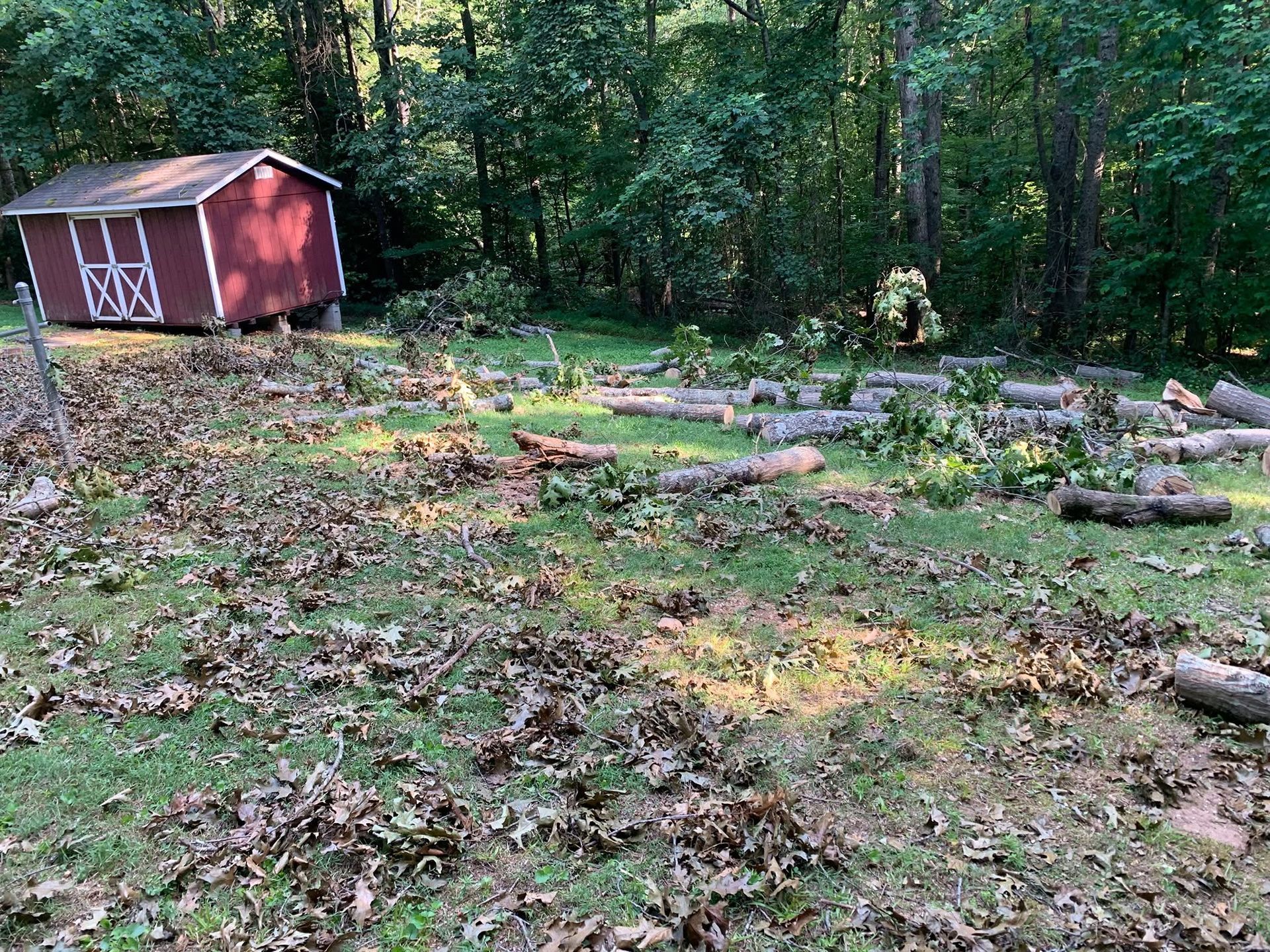 Wooded backyard with a red shed, cleared ground, and scattered logs and branches