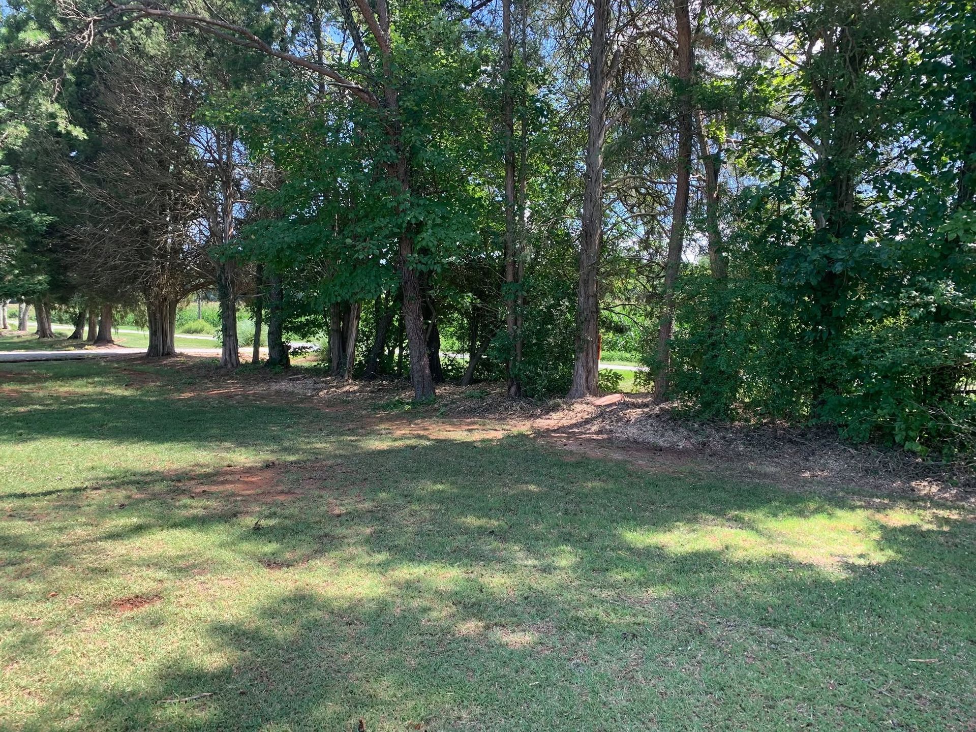 Grassy park with scattered trees and dappled sunlight
