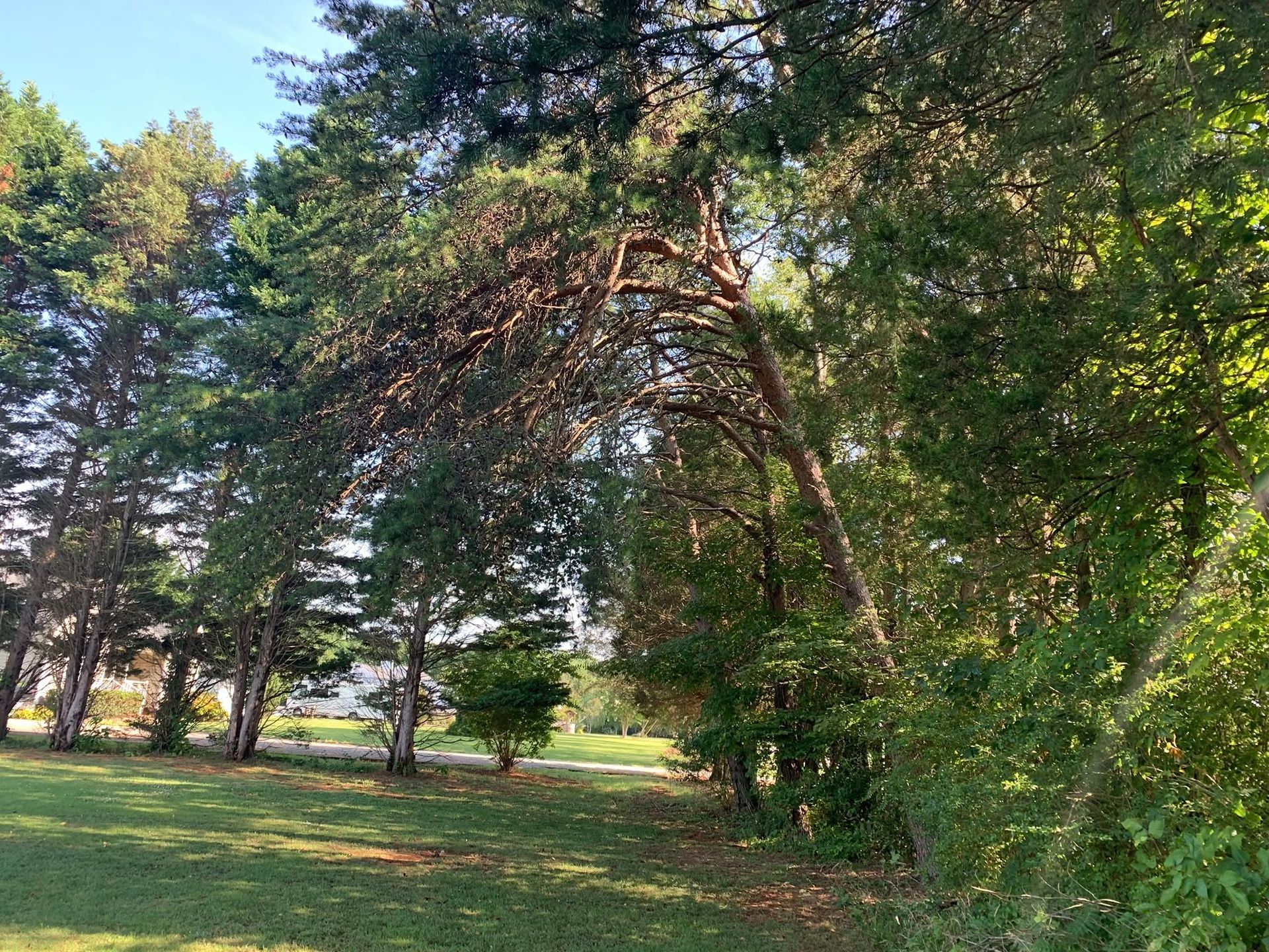 Sunlit park with tall green trees and grassy lawn under a clear sky