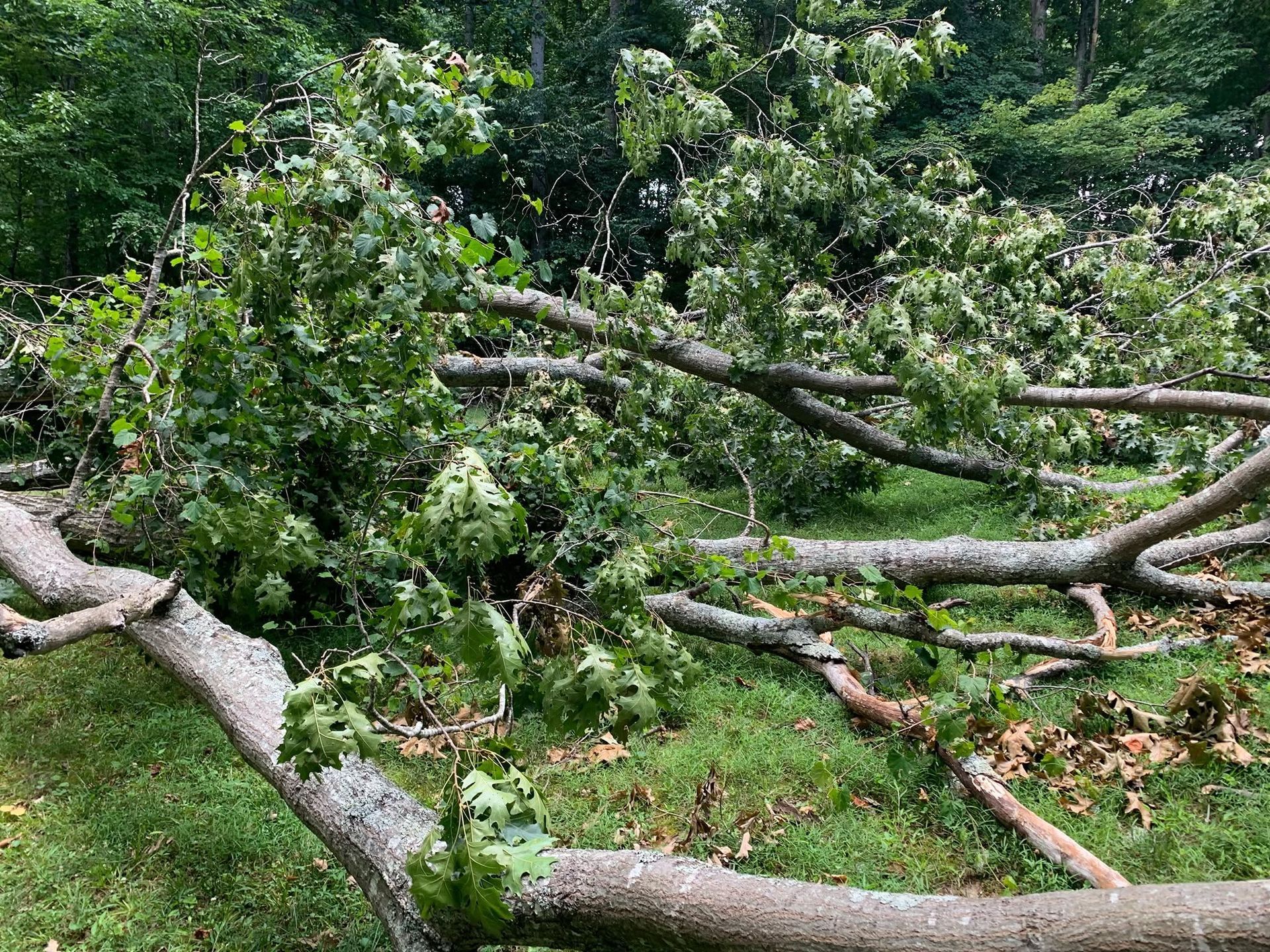 Fallen tree branches and green foliage scattered across a grassy woodland area.