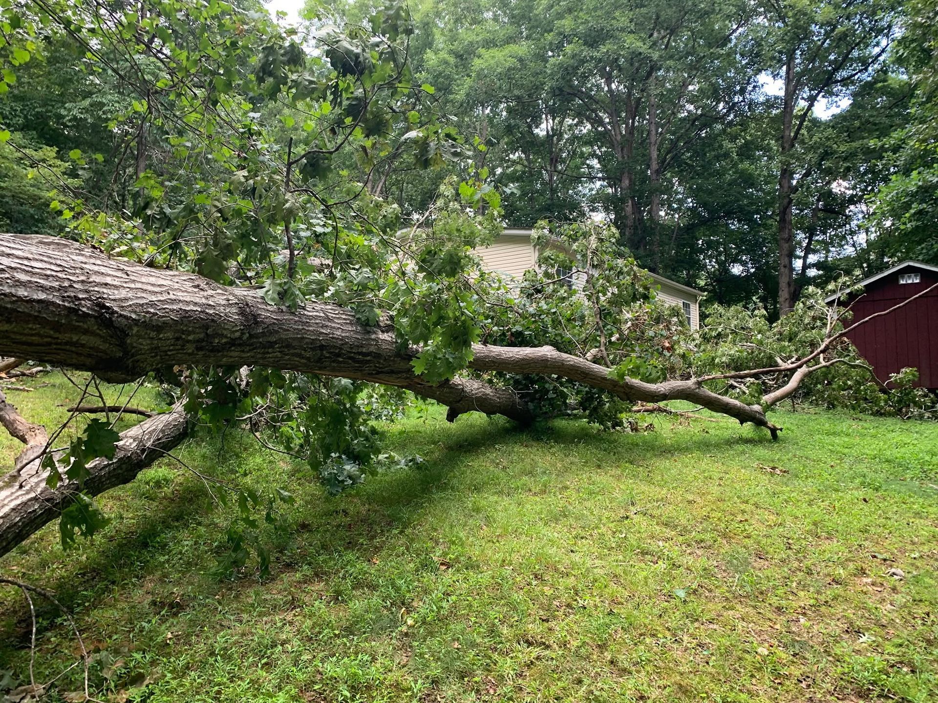 Fallen tree trunk stretching across a grassy yard with trees and a red shed in the background