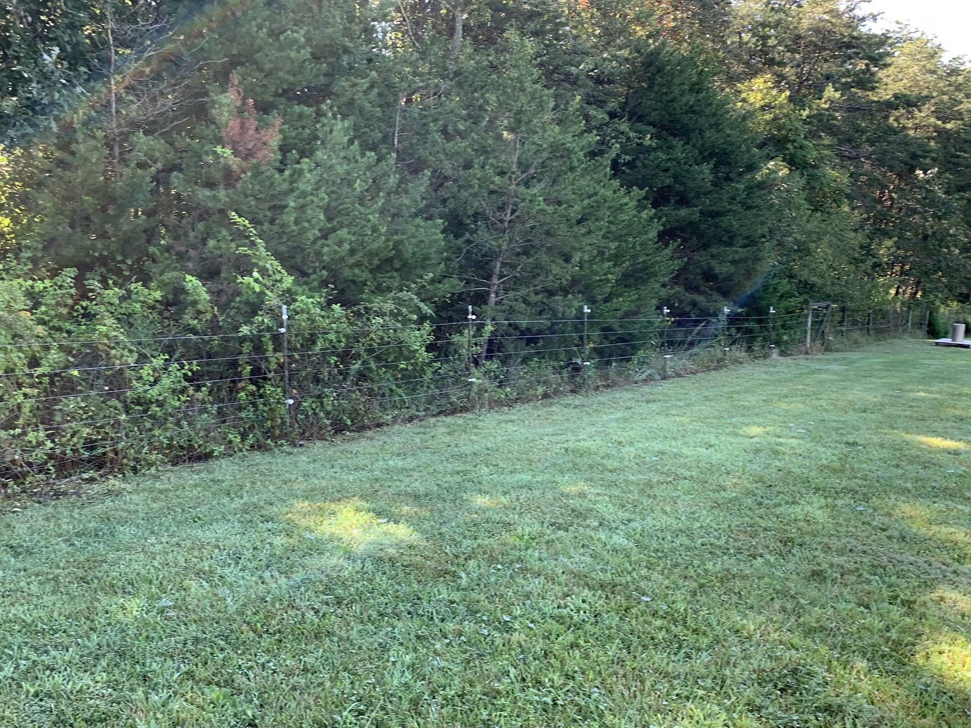 Grassy lawn beside dense green trees and shrubs in daylight