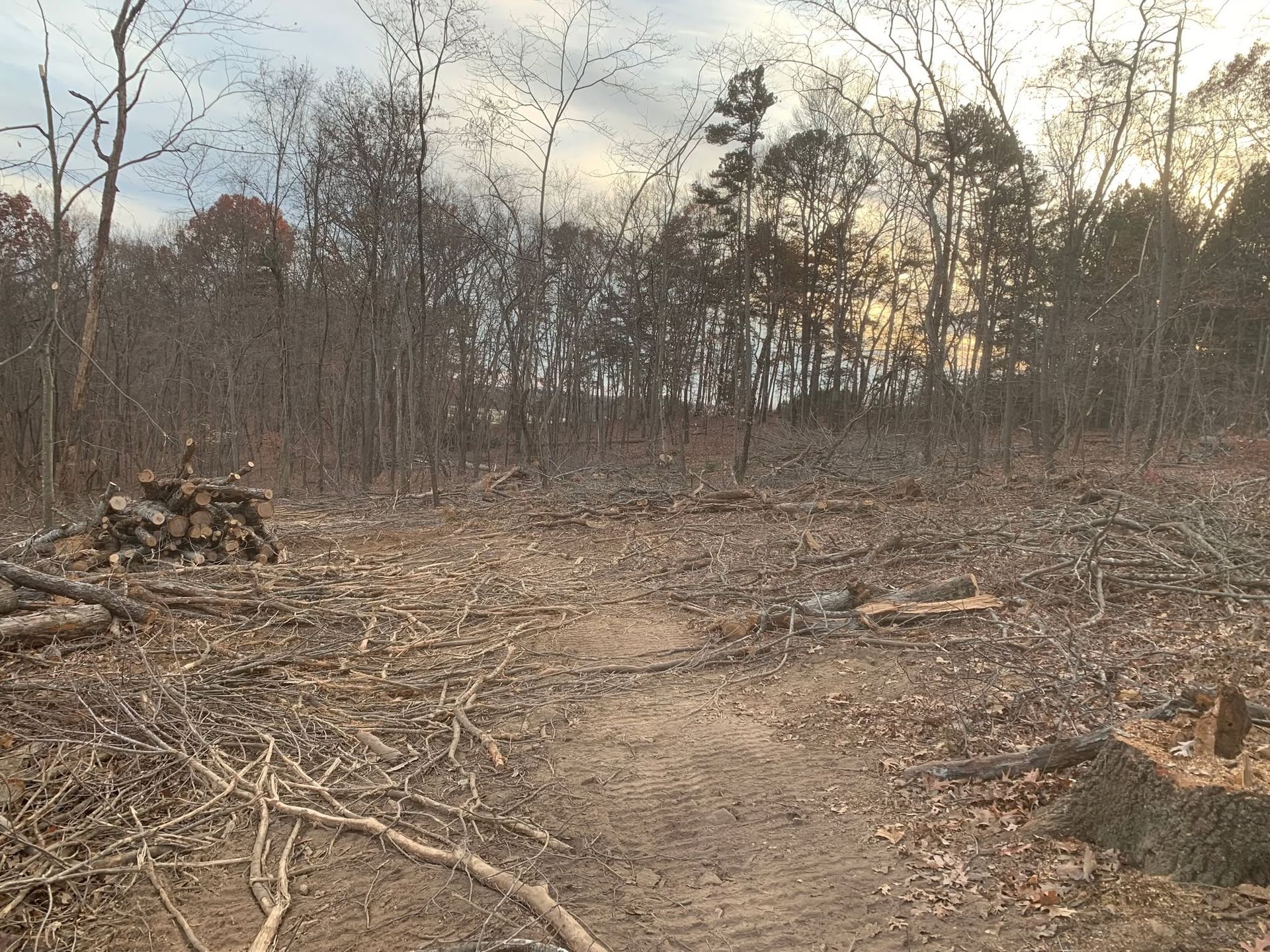 A wooded clearing with bare trees, a dirt path, and piles of cut branches in late autumn.