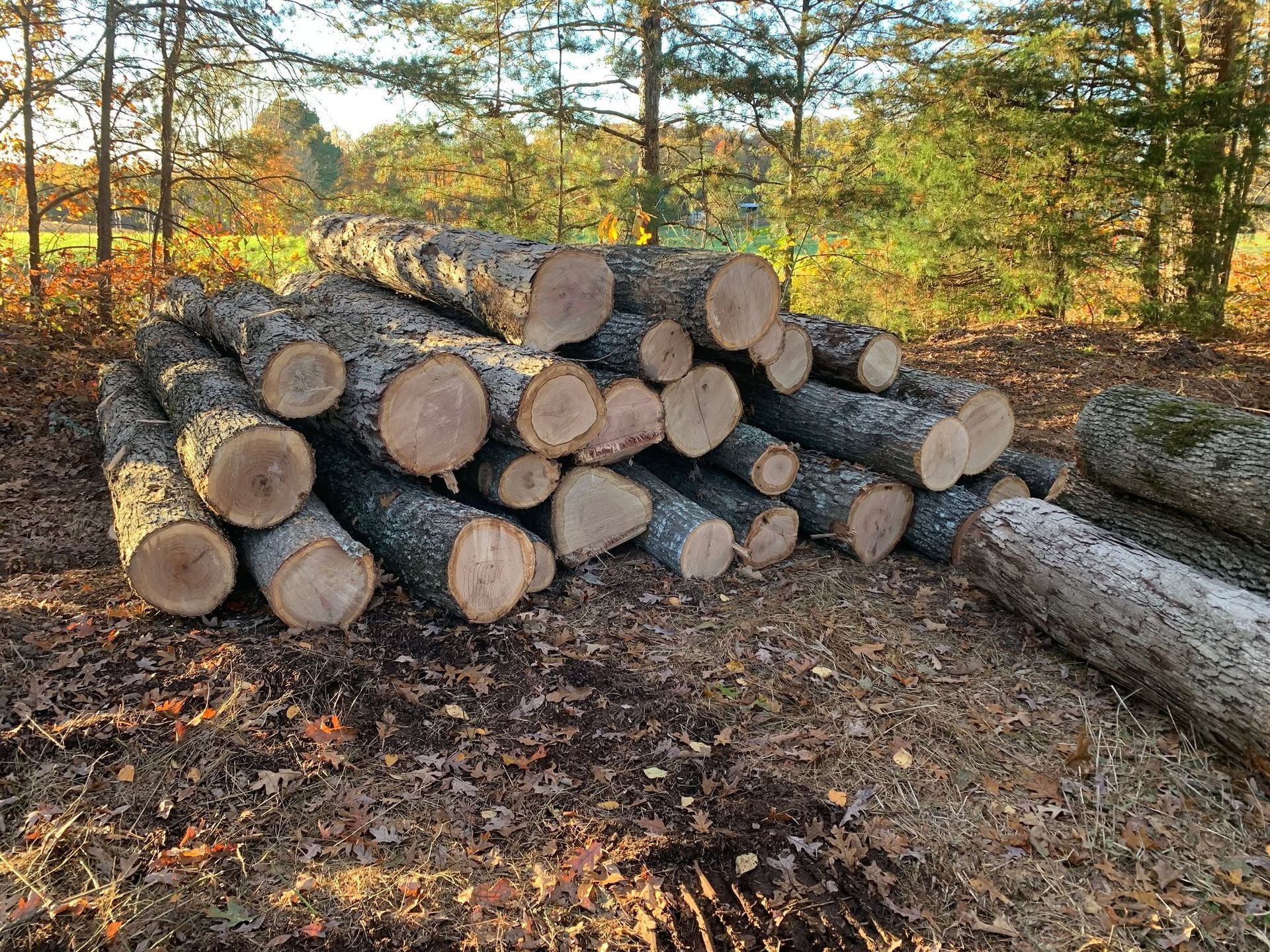 Pile of cut logs in a forest clearing with fallen leaves and trees in the background