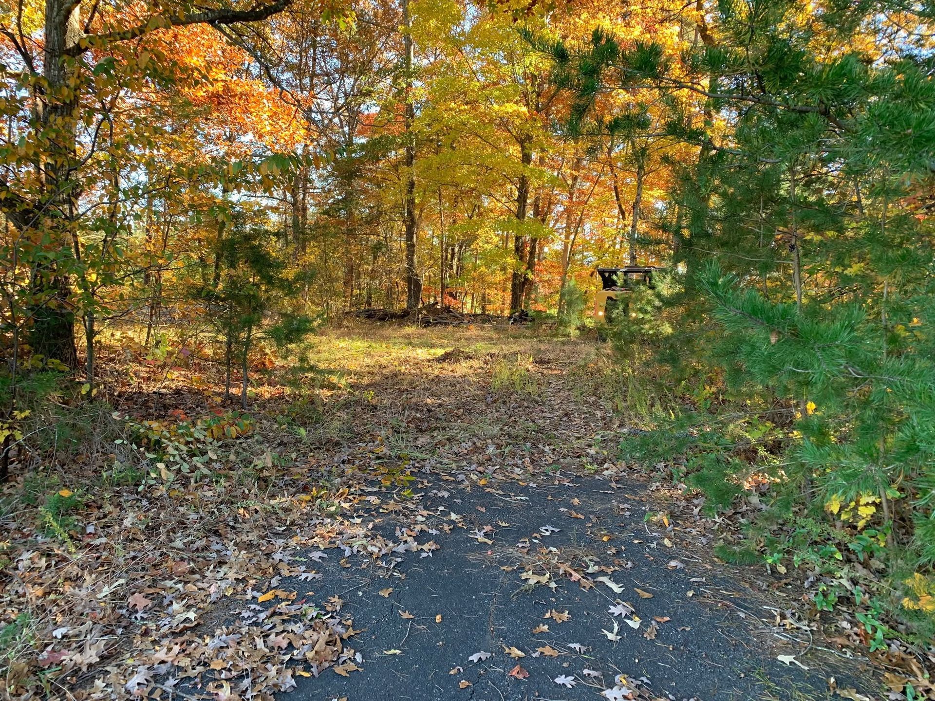 Wooded trail covered in fallen autumn leaves, with green and gold trees in the background