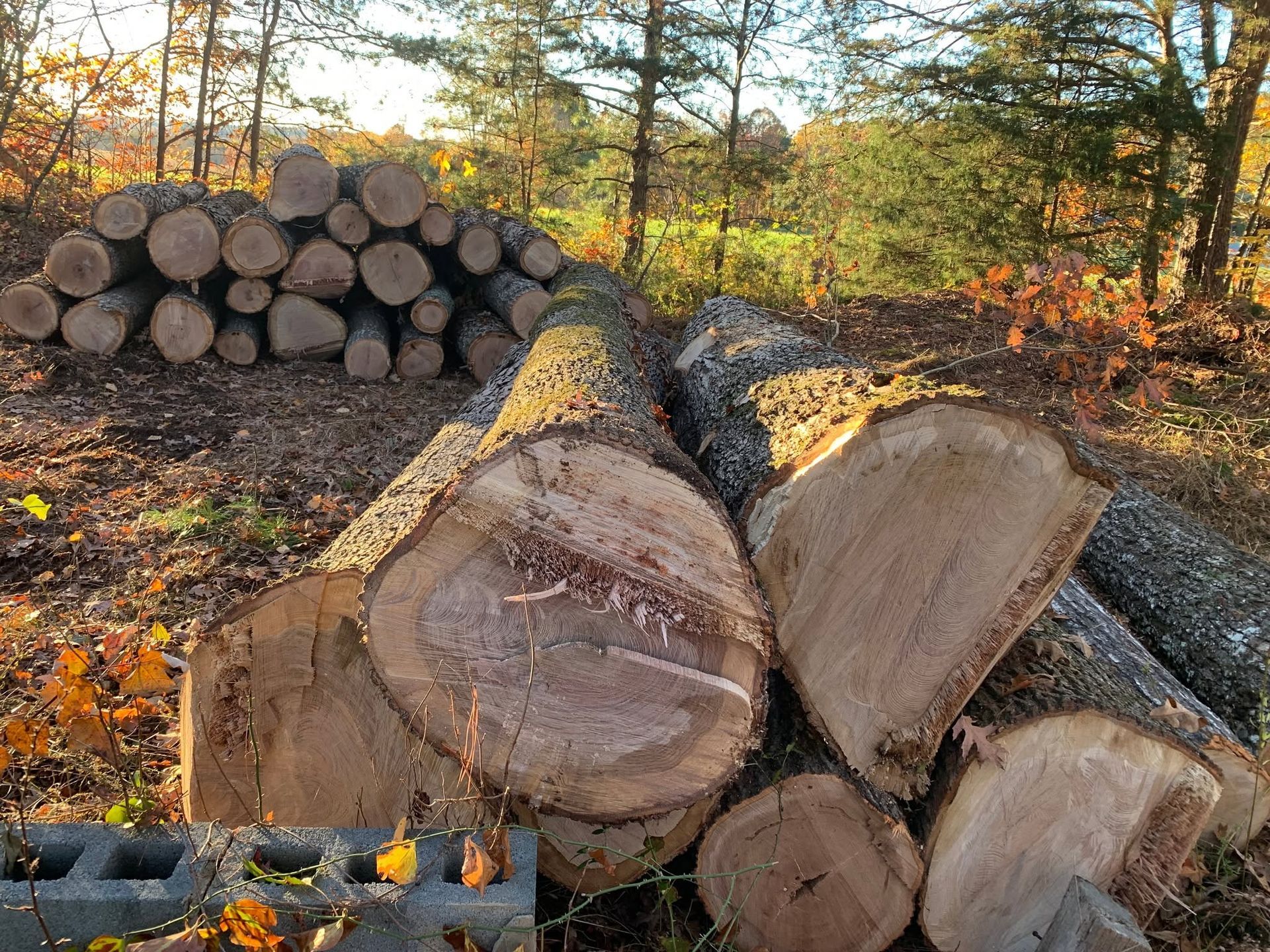 Stacked logs in a wooded area with cut tree trunks in the foreground and a pile of firewood in the background