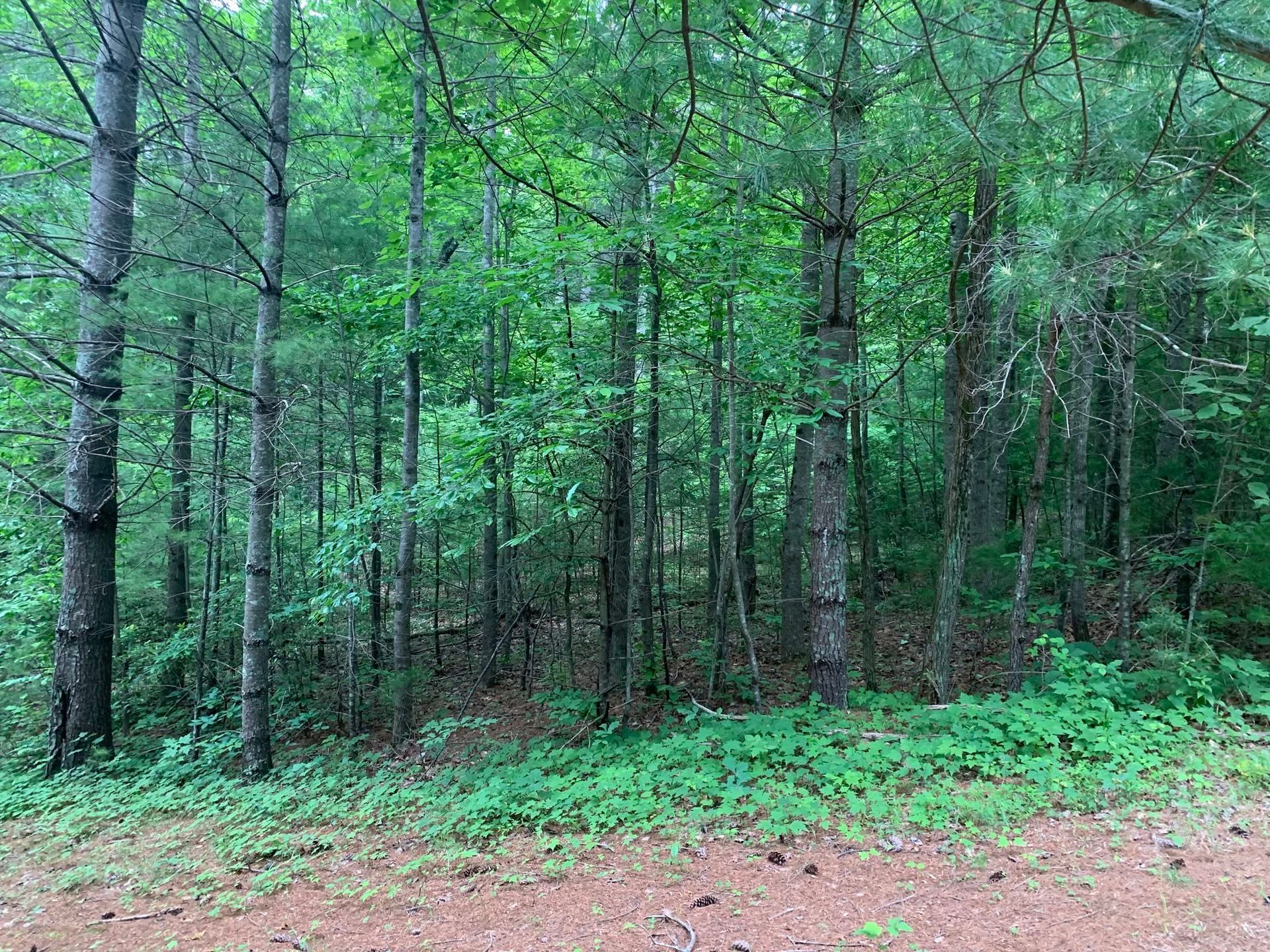 Dense green pine forest with tall trees and a dirt clearing in the foreground