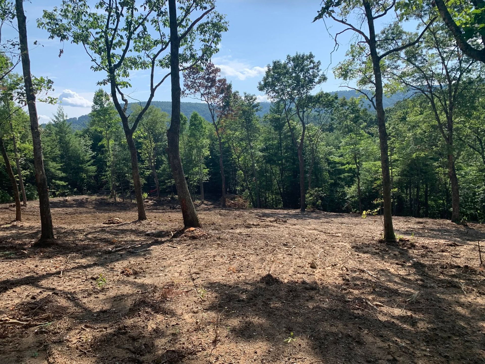 Sunlit forest clearing with sparse trees, dry ground, and distant green hills under a blue sky