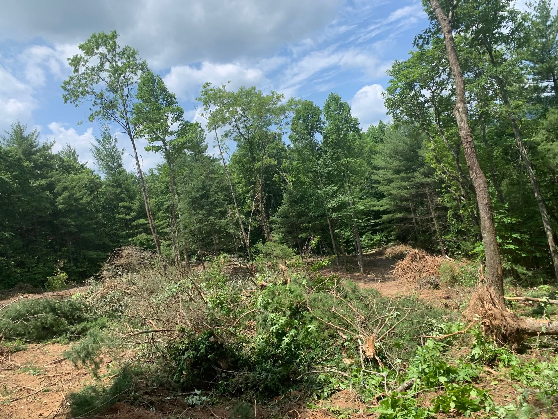 Cleared forest area with brush piles, green trees, and a cloudy sky