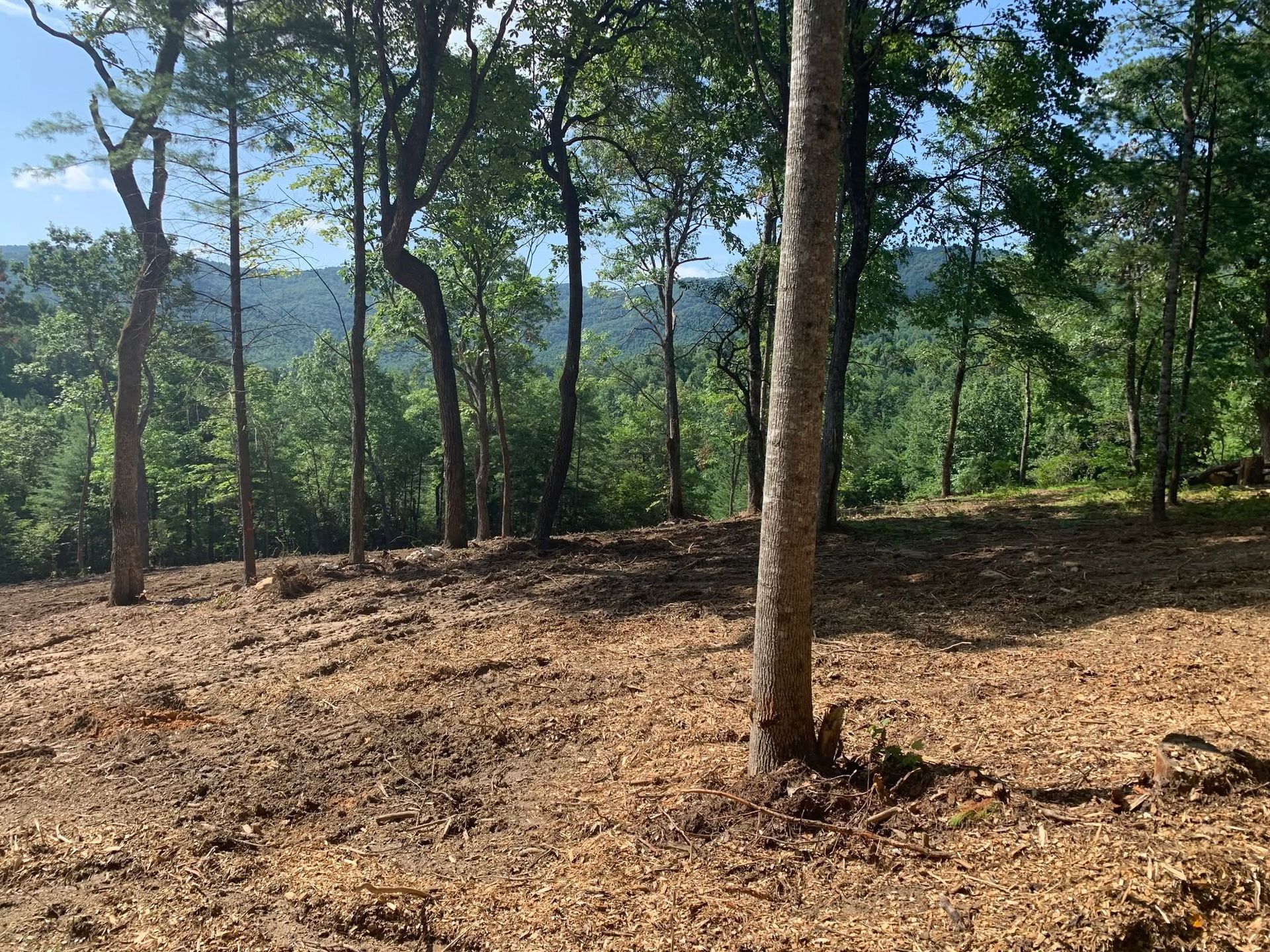 Wooded clearing with tall trees, dry leaf-covered ground, and hills in the distance under a blue sky
