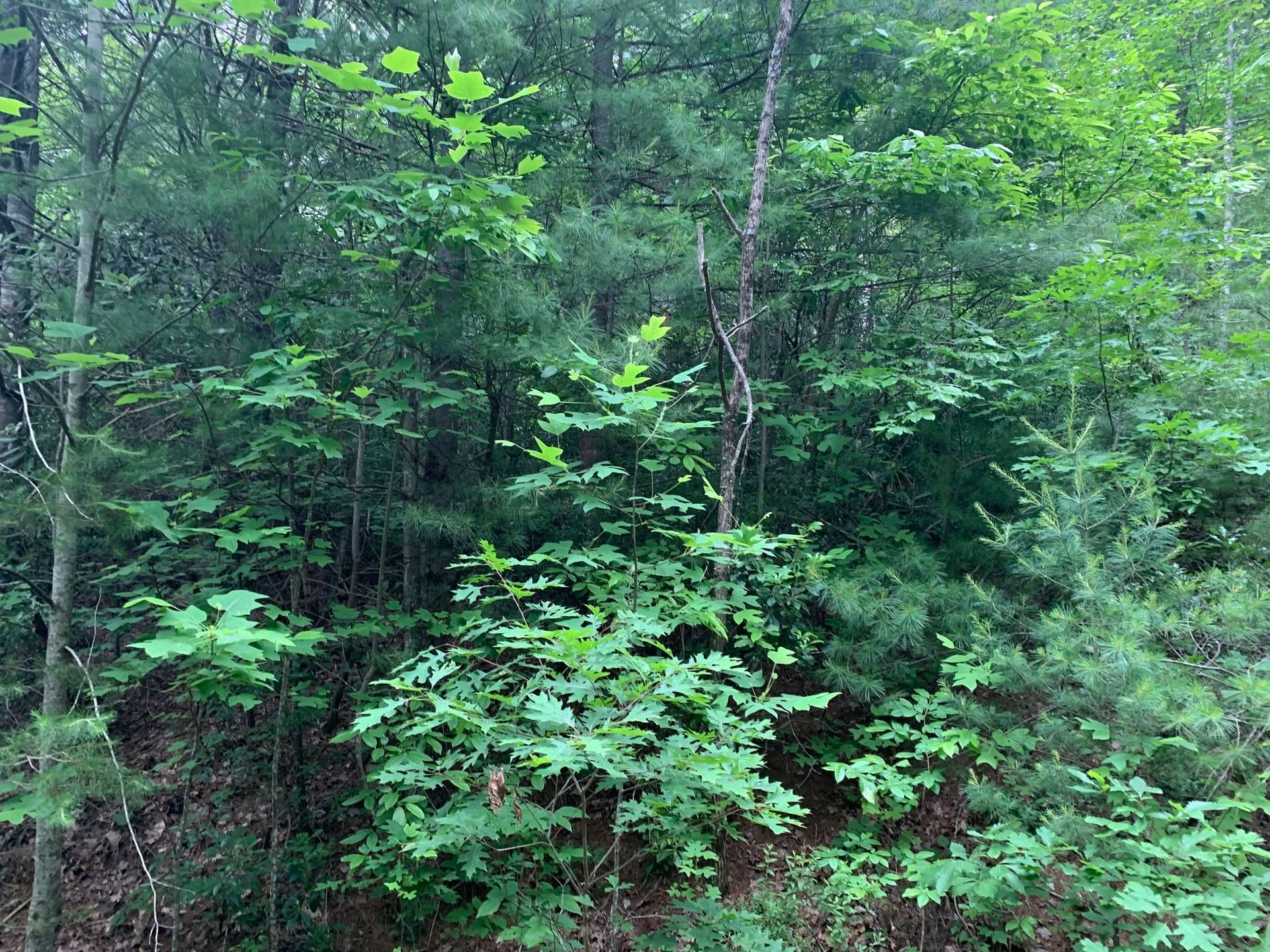 Dense green forest with leafy trees and undergrowth in a natural woodland scene