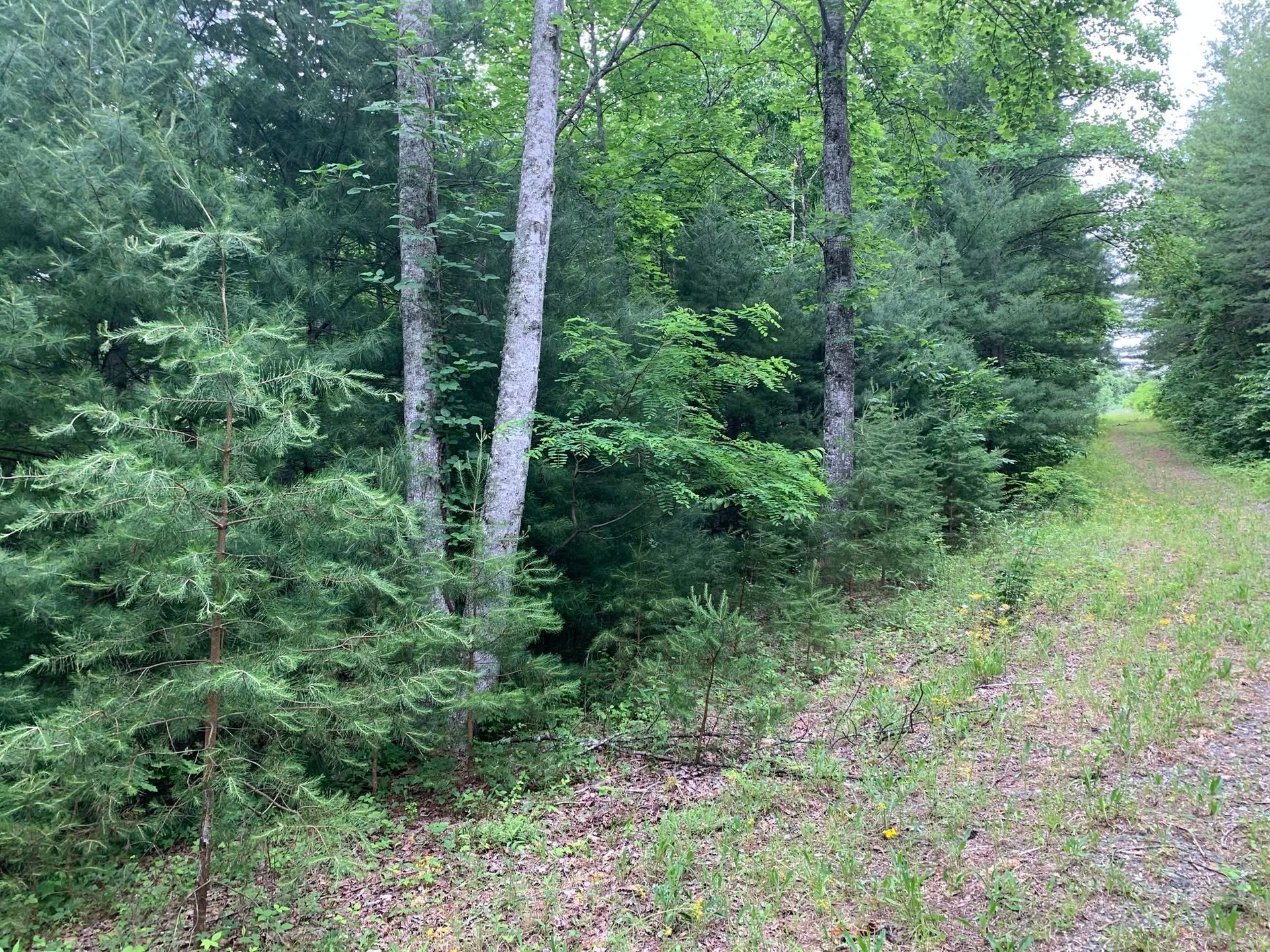 Wooded path beside dense green trees and undergrowth in a forested area